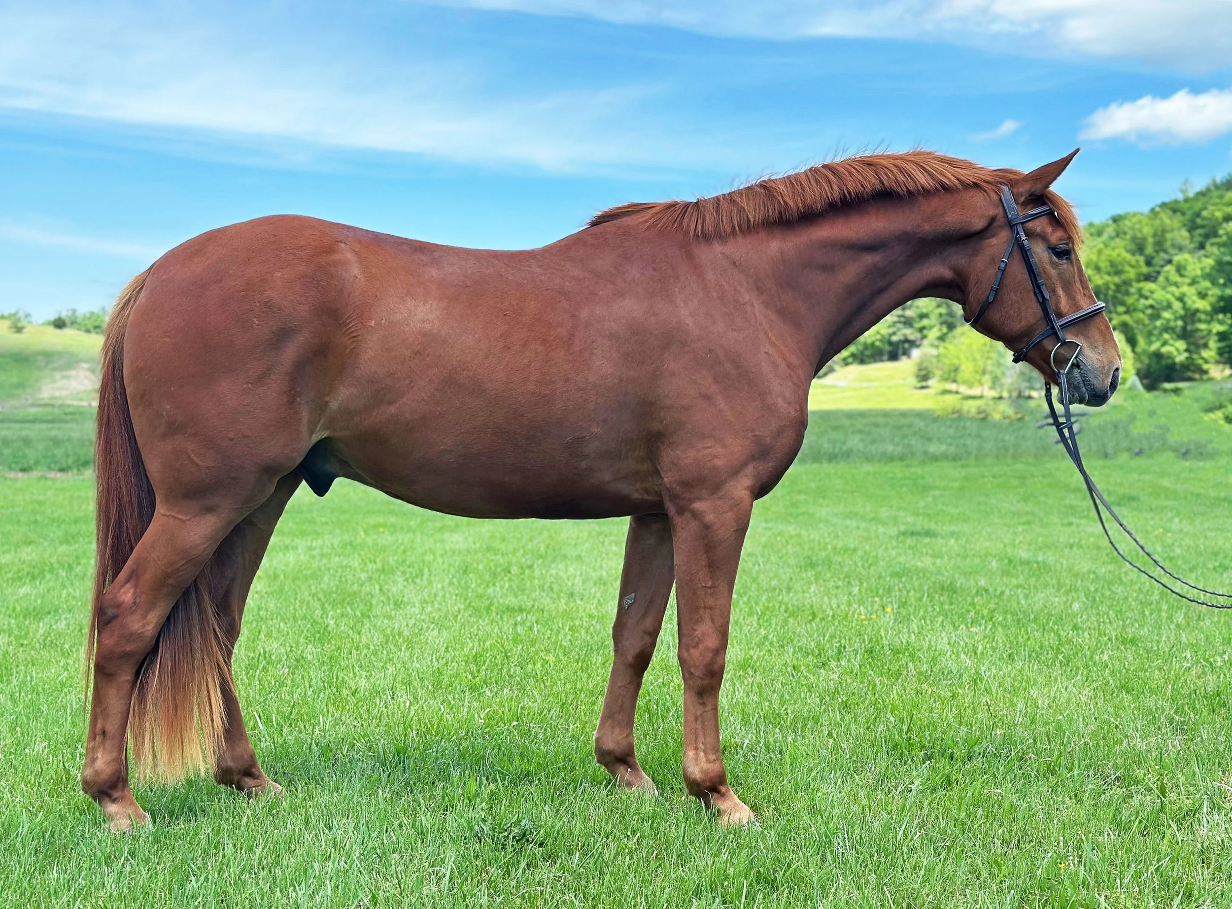 Titanium 5-25 RS 2G.jpg