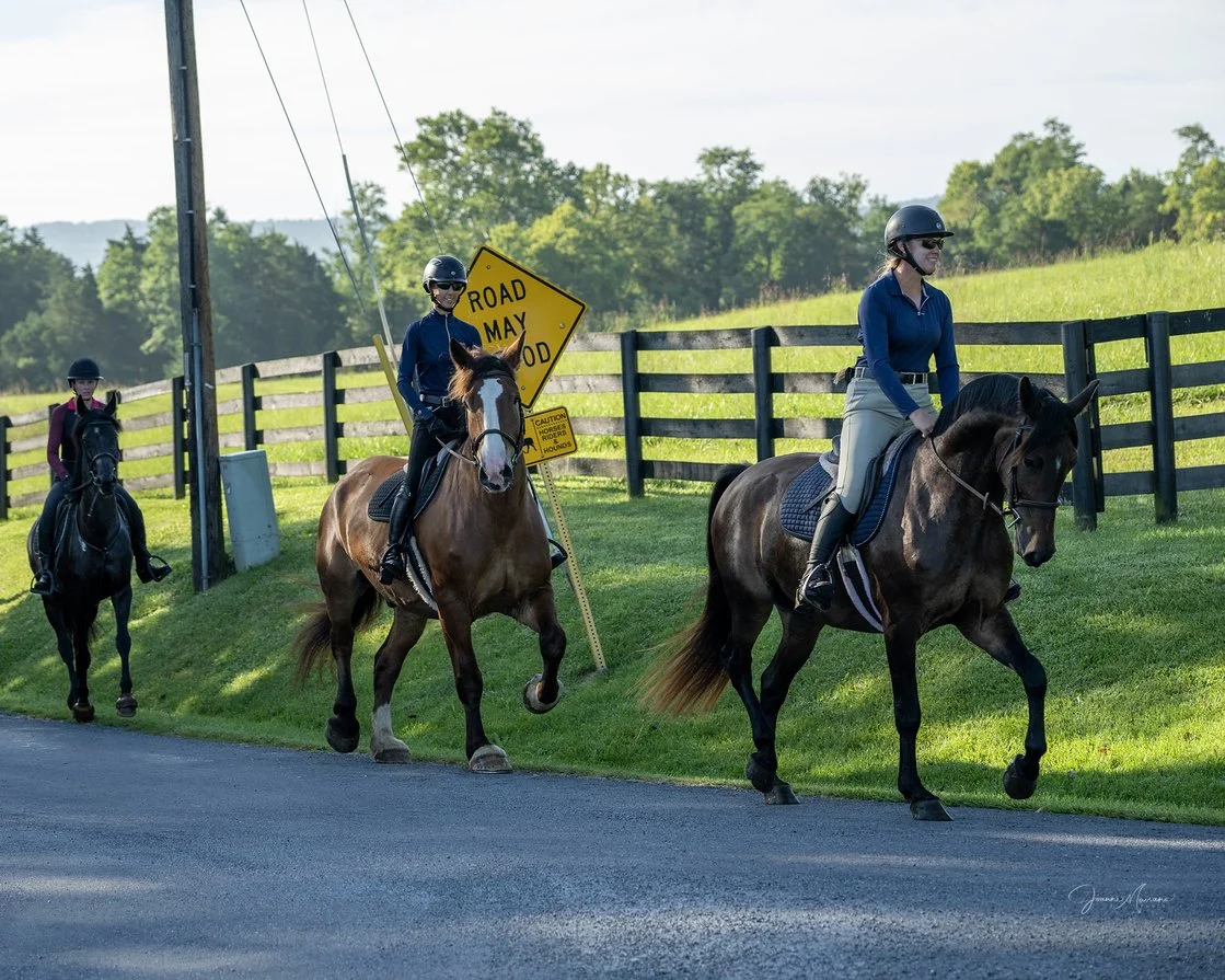 Mungo hunt trot 1.jpg