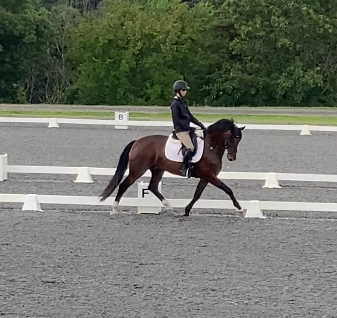 Marcelo MDTW trot 3.jpg