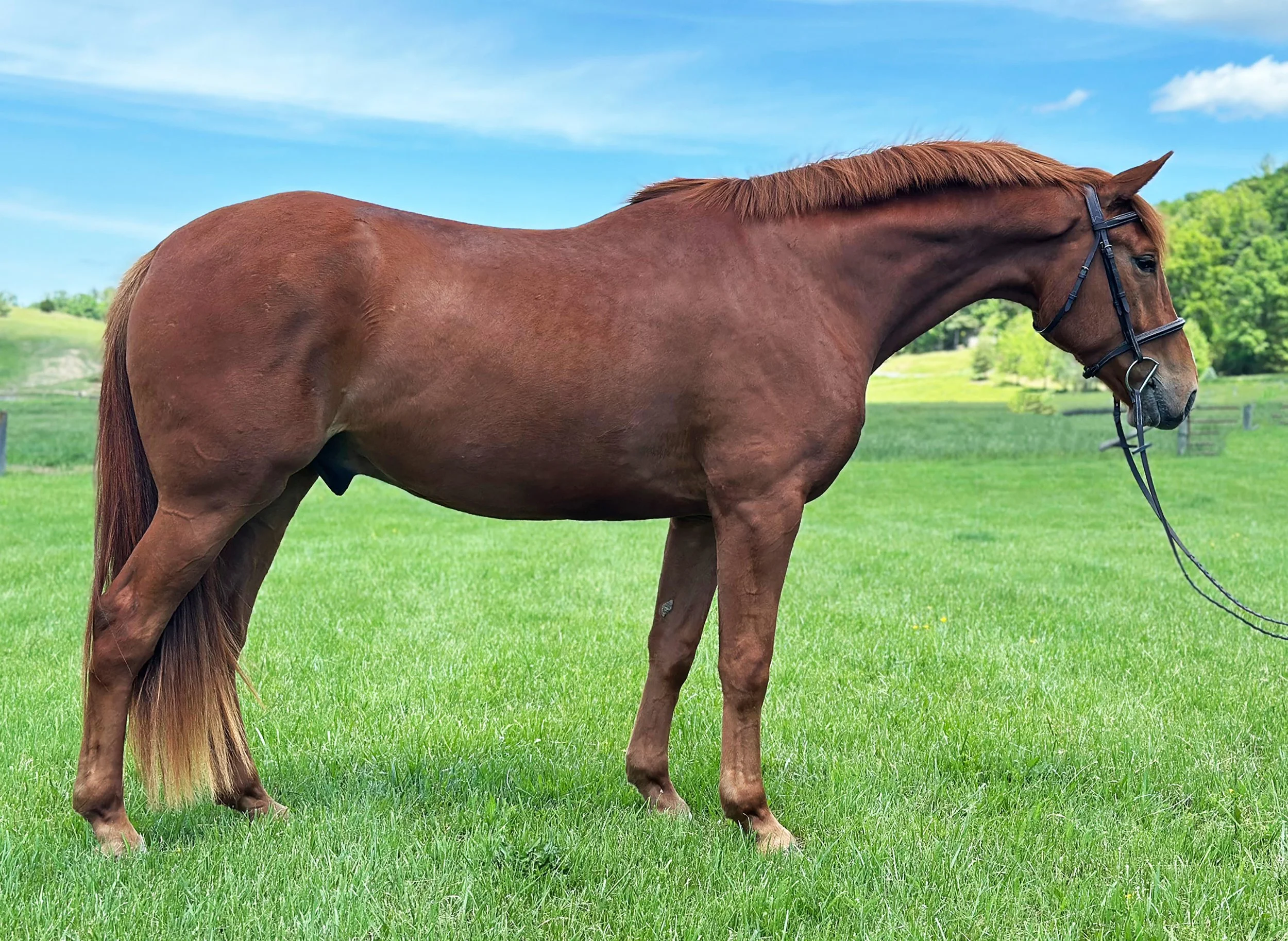 Titanium 5-25 RS 1G.jpg