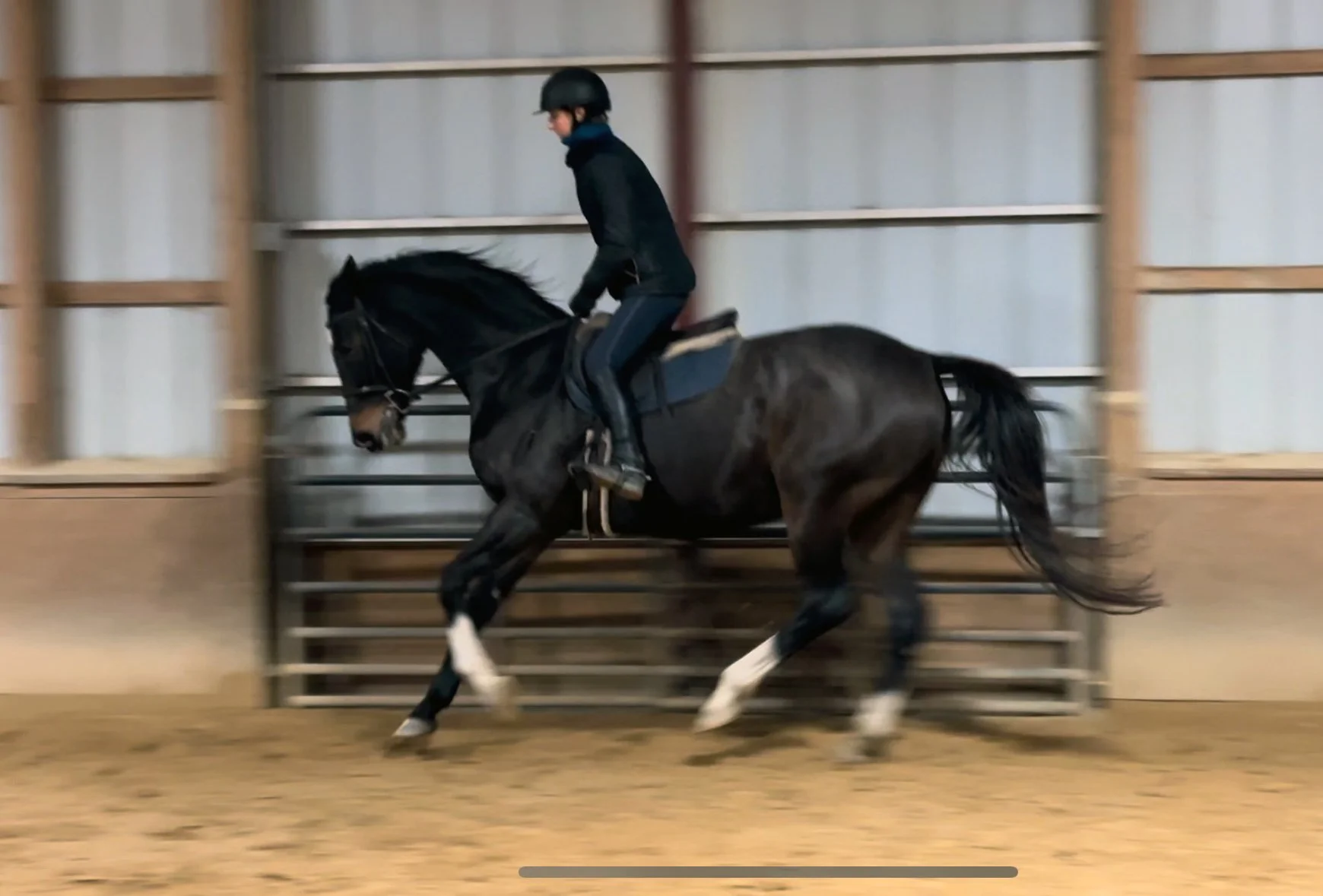 Jelly Bean canter 2.jpg