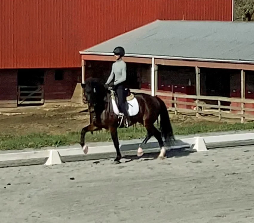 Marcelo WDST trot 7.jpg