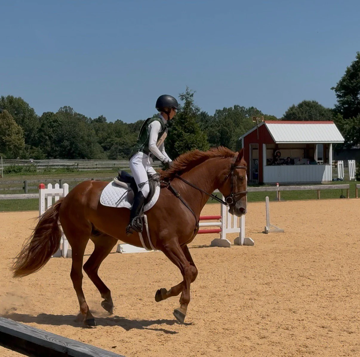 Titanium WDST canter 3.jpg