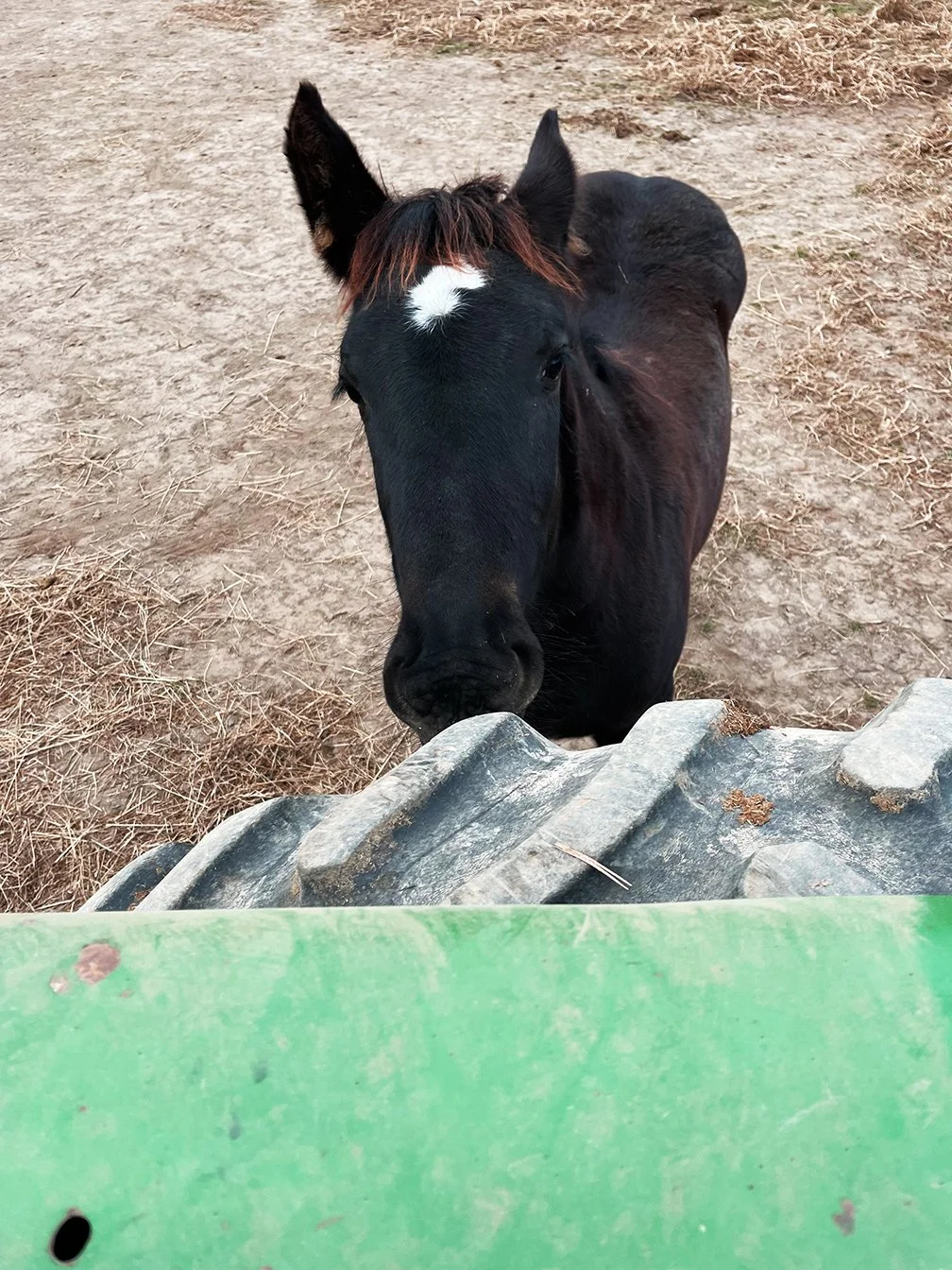 Sylvi tractor chew.jpg