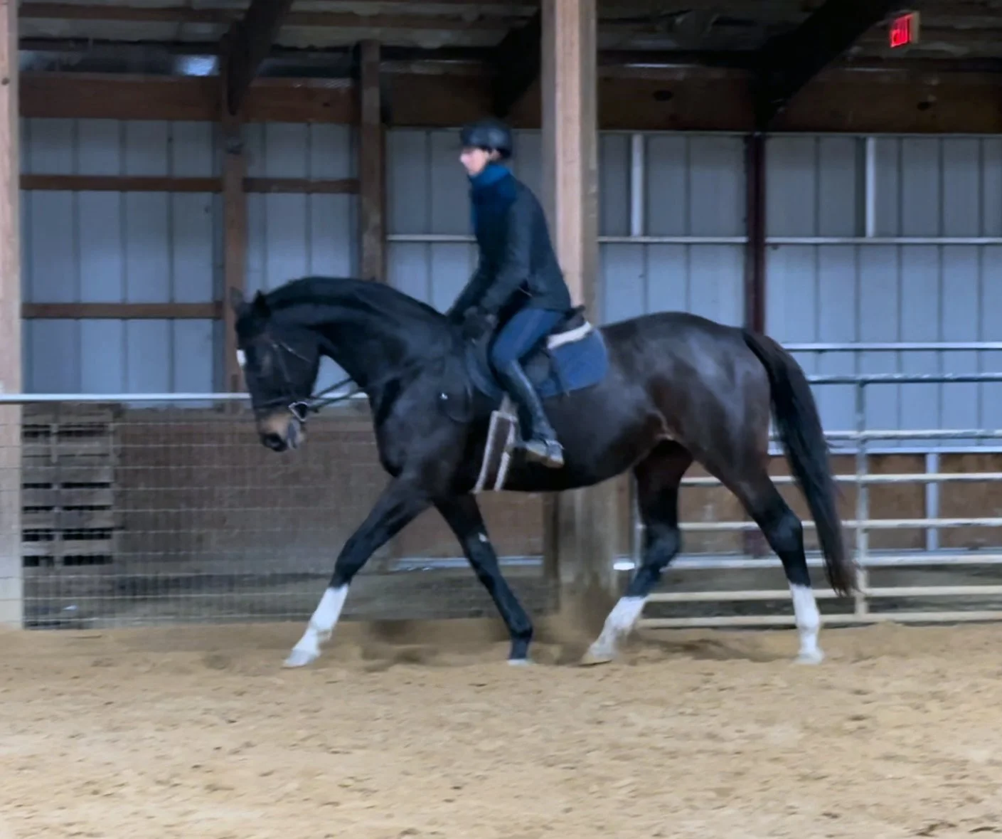 Jelly Bean trot 1.jpg
