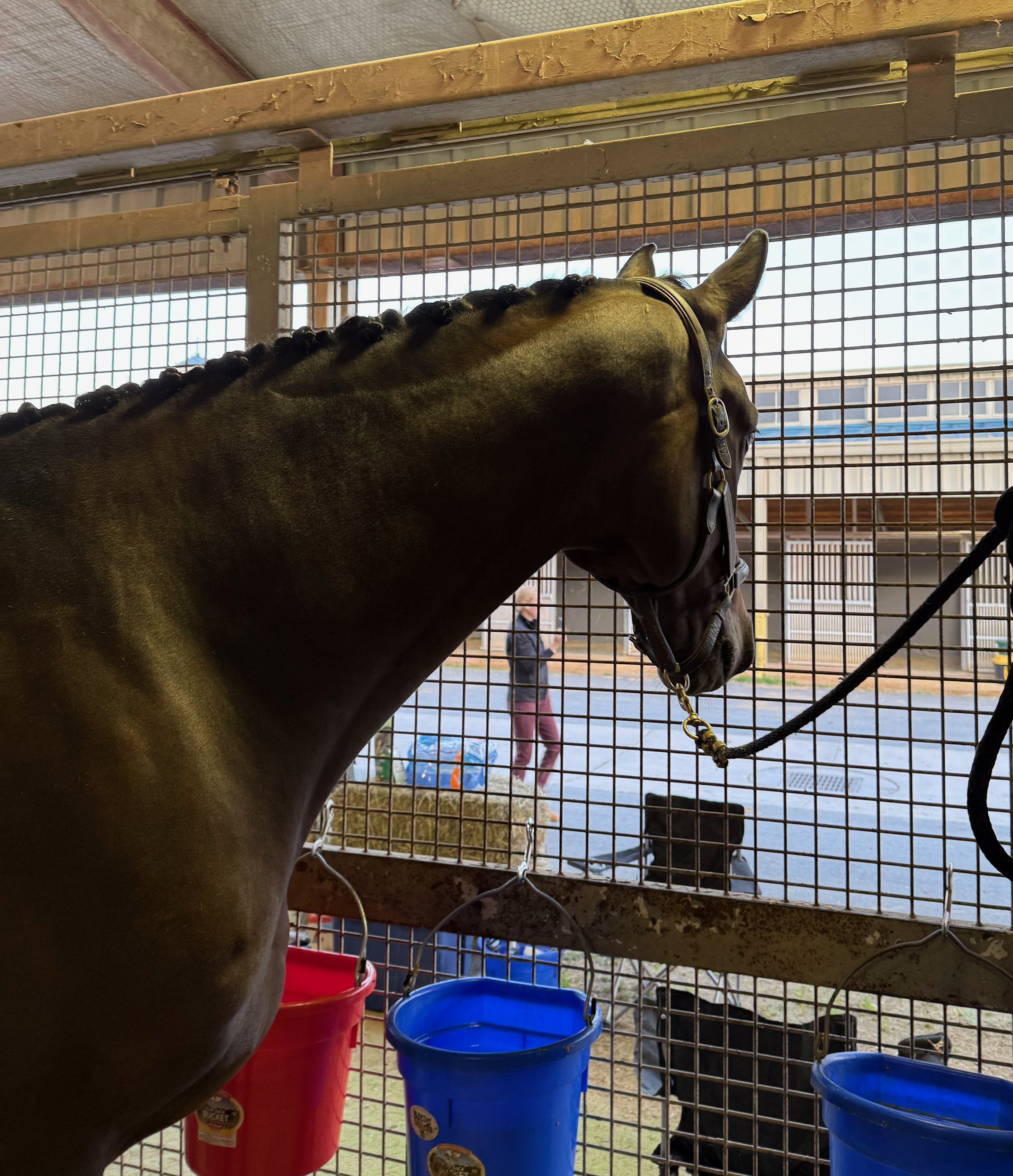 Jacek GAIG braids 1.jpg