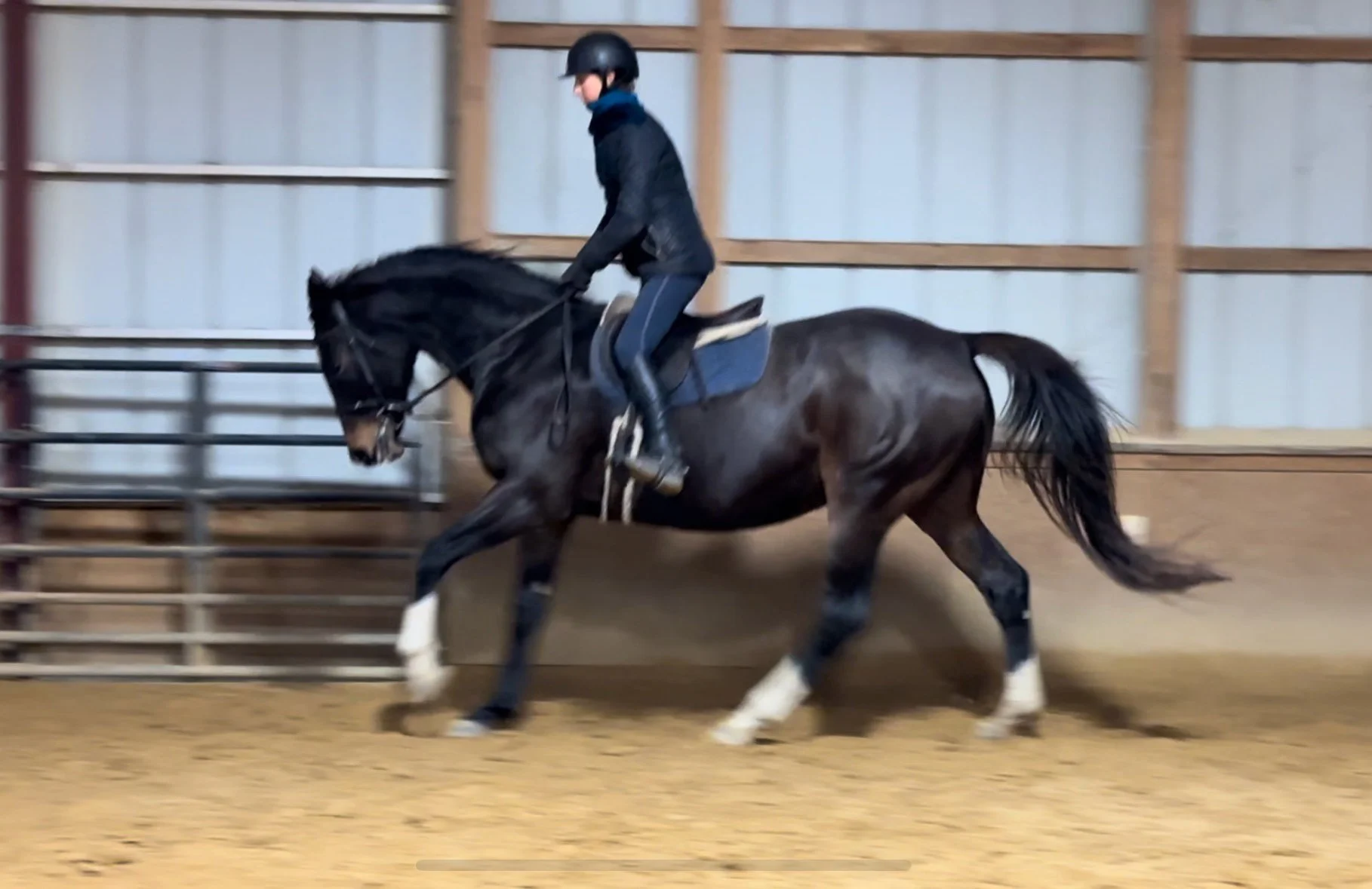 Jelly Bean canter 3.jpg