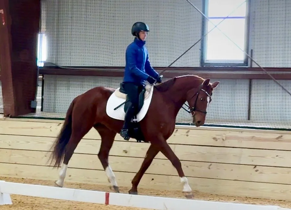 Bemuse NOVA 3-26 trot 2.jpg