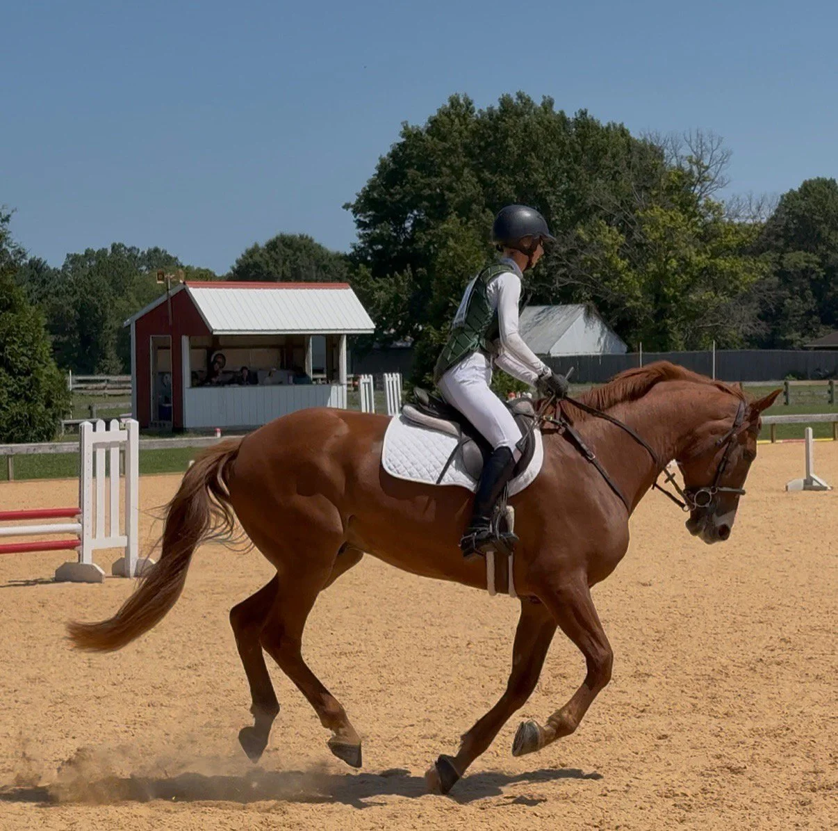 Titanium WDST canter 2.jpg