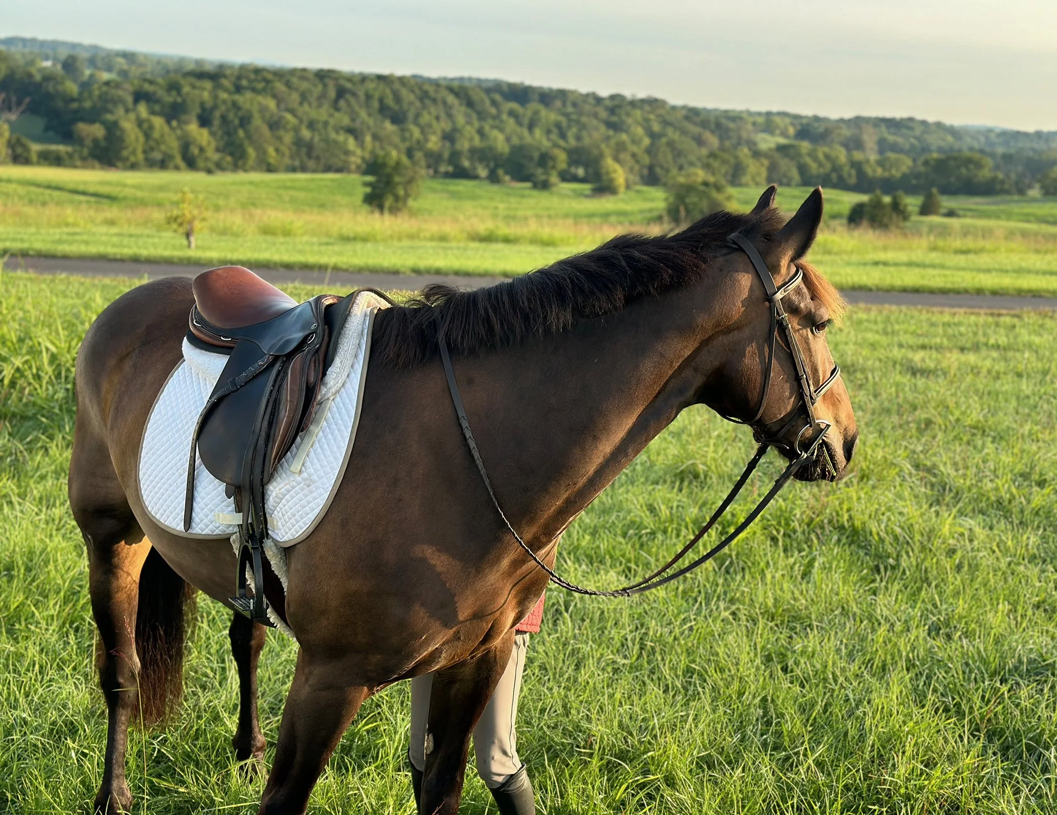 Shultz roading 5.jpg