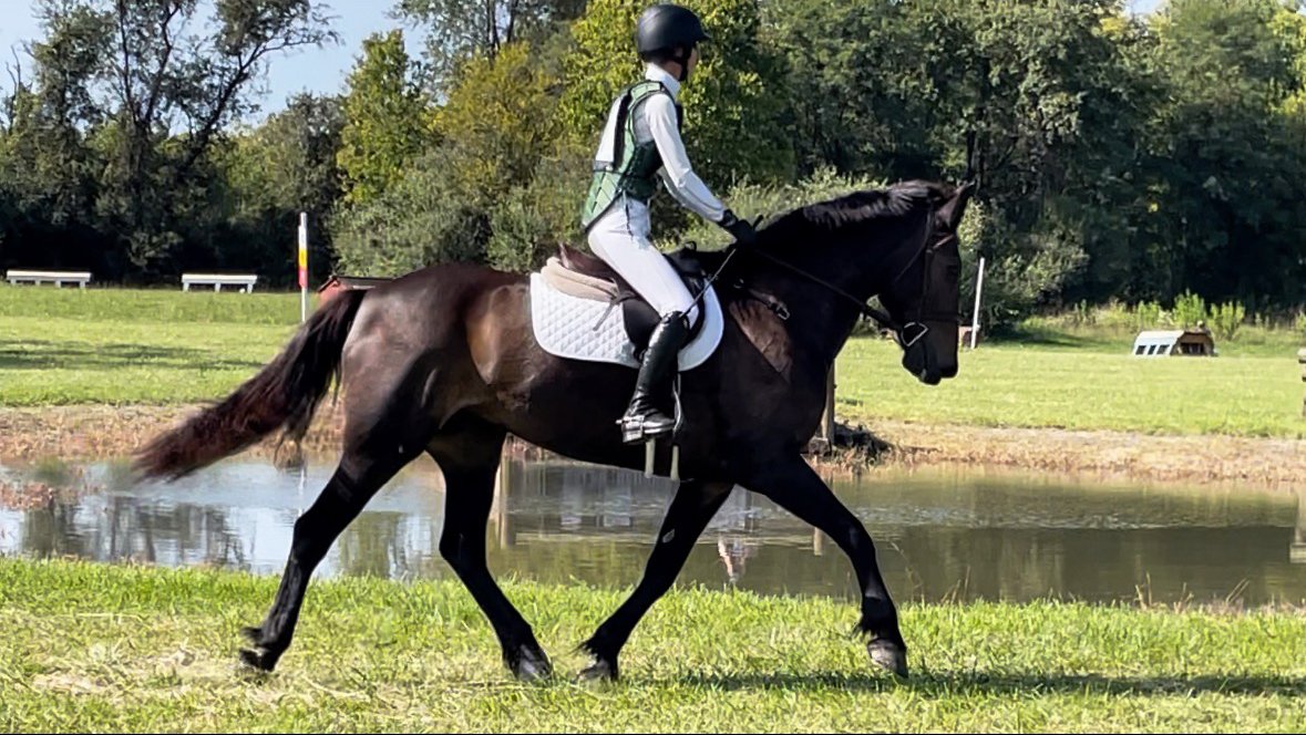 Shultz CDCTA xc trot 1.jpg
