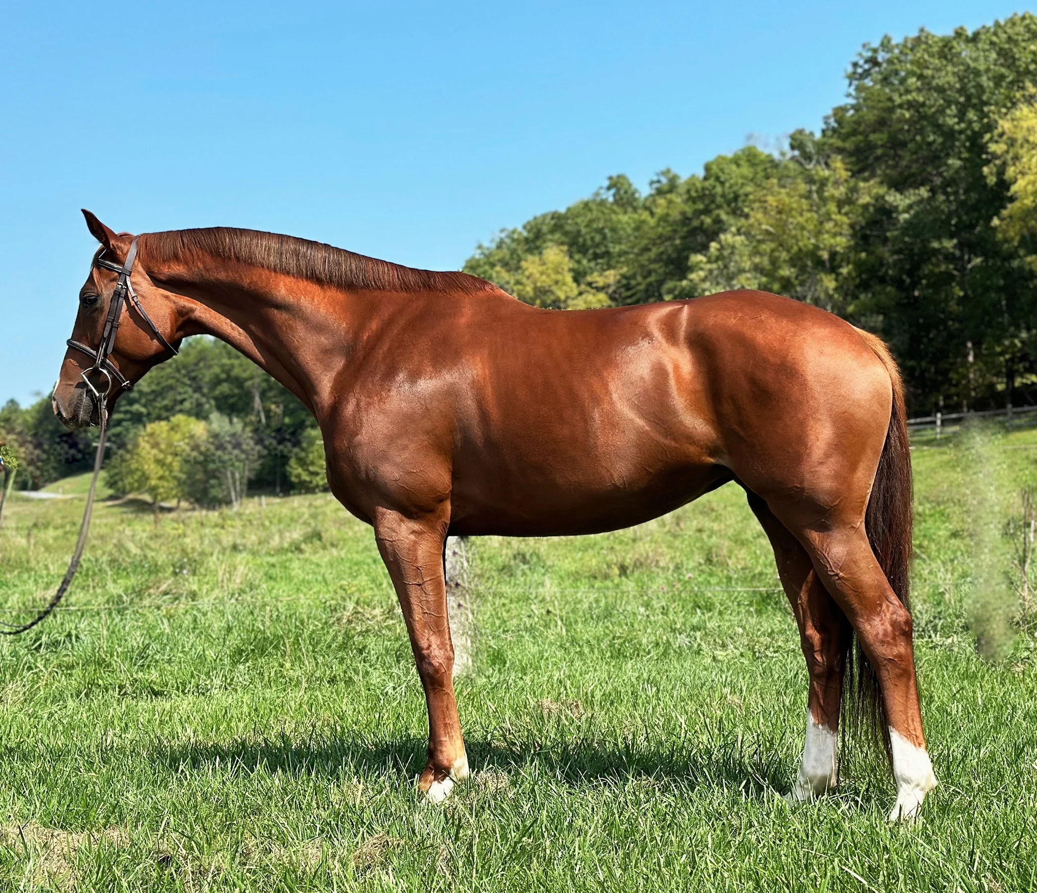 Cadenza LS 9-24-3 med.jpg