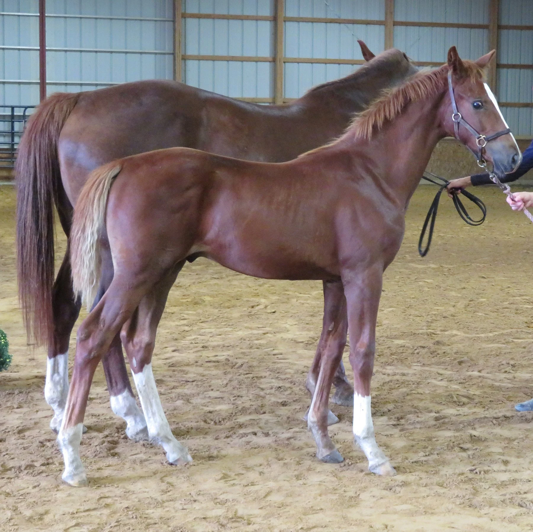 Quiet inspection RS 2.jpg