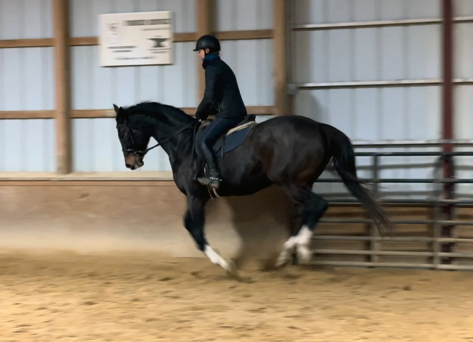 Jelly Bean canter 1.jpg