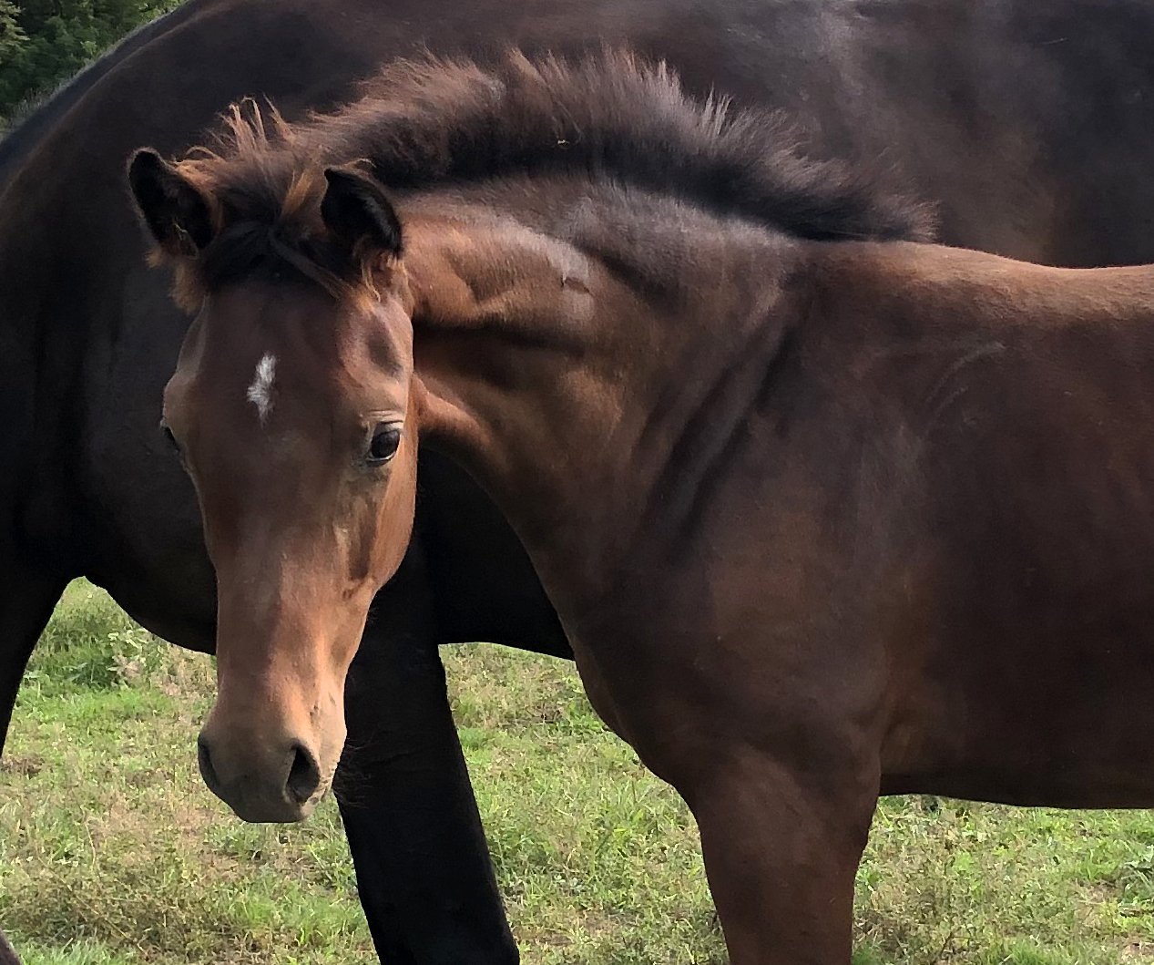 Charybdis pretty 1.jpg