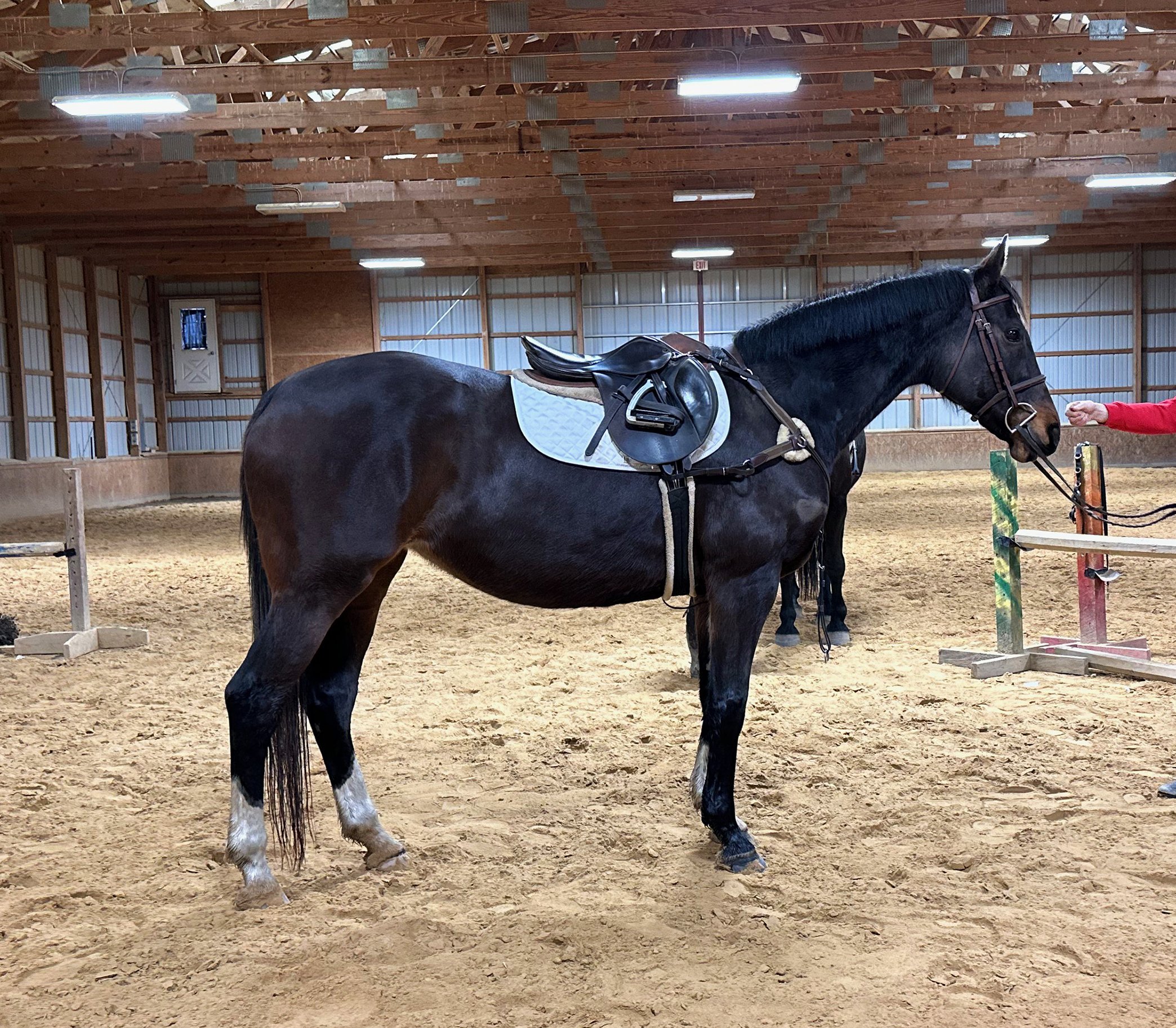 Jelly Bean RS tack 1.jpg