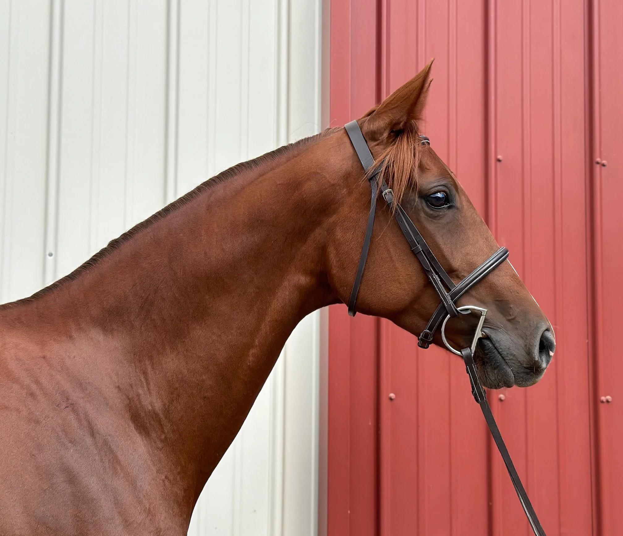 Cadenza head 9-24-3.jpg