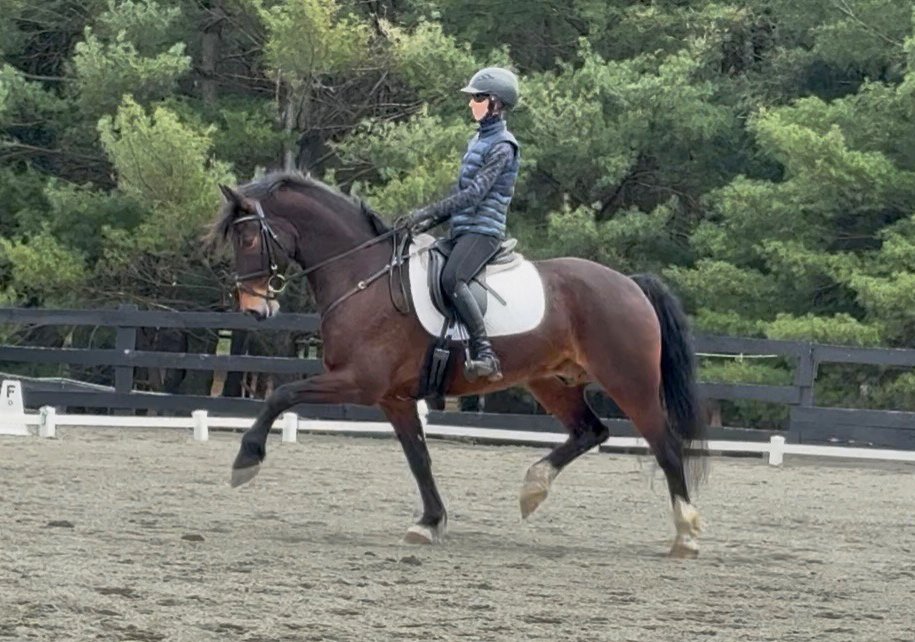 Marcelo BRDS trot 6.jpg