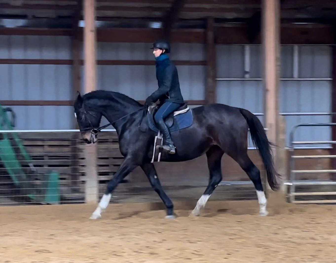 Jelly Bean trot 5.jpg