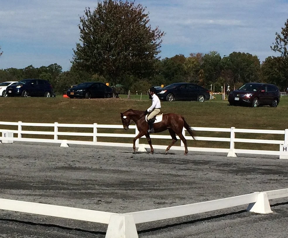Ilka MDHT3 trot 1.jpg