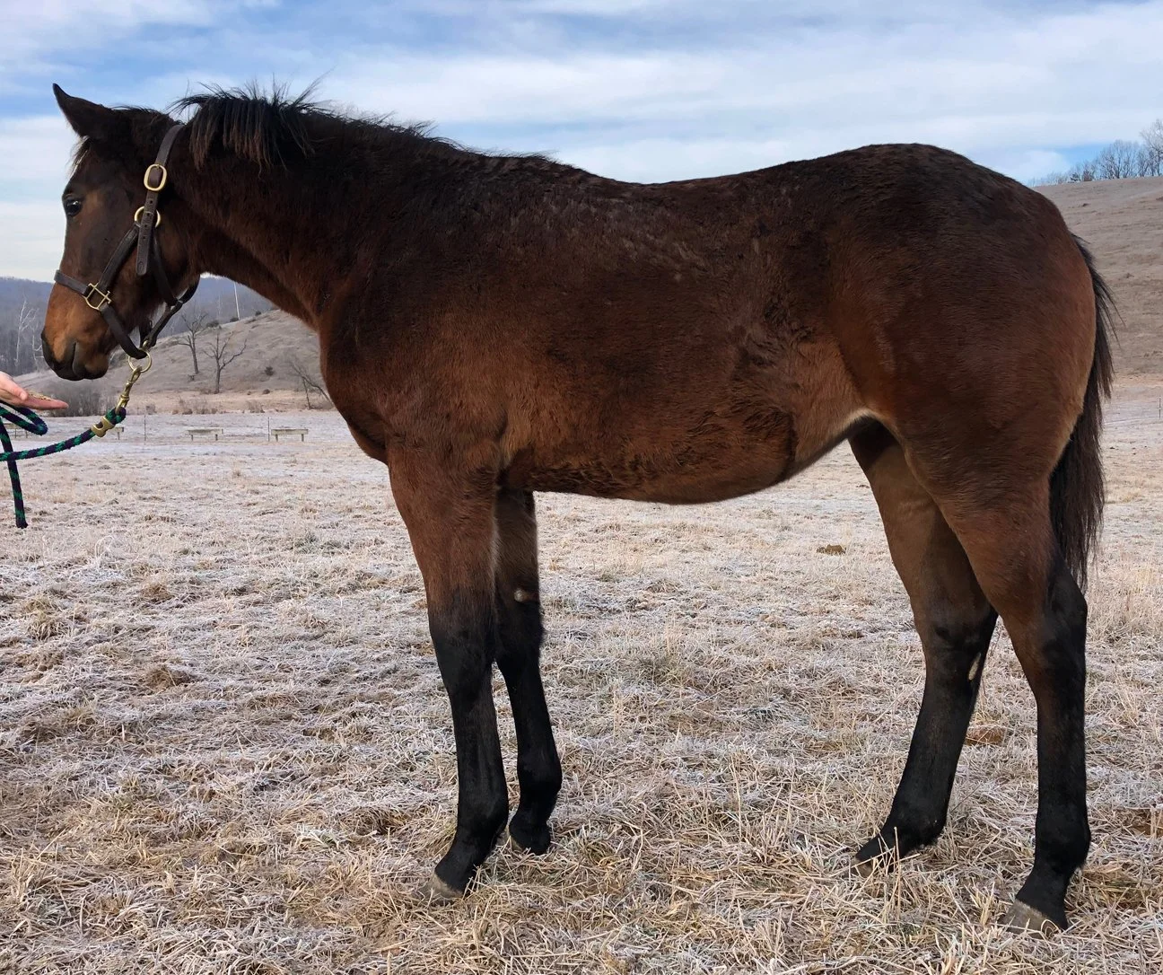 Henotic 12-19 stretchy 1.jpg