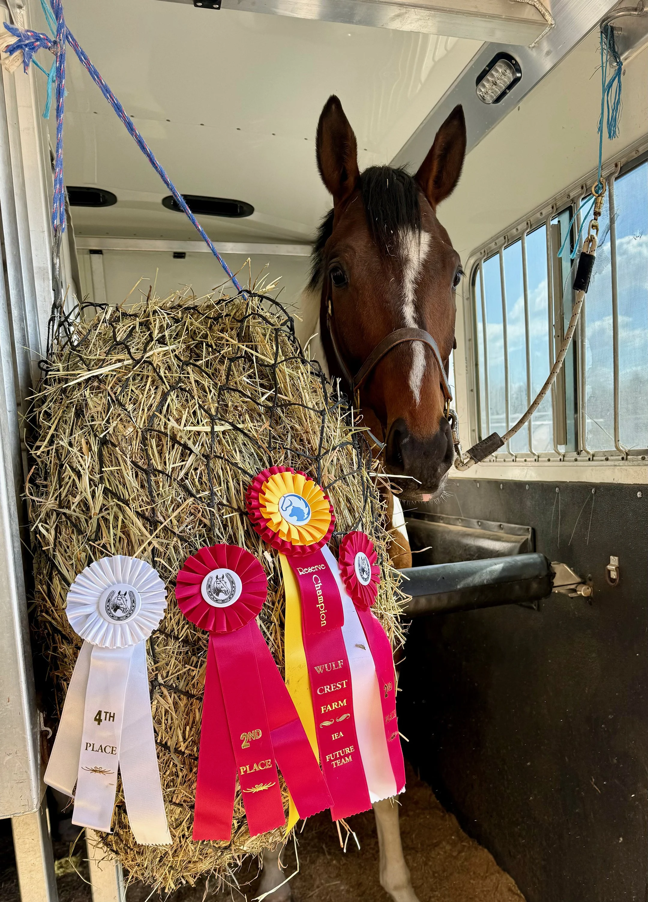 Gelos WCFS ribbons 1.jpg