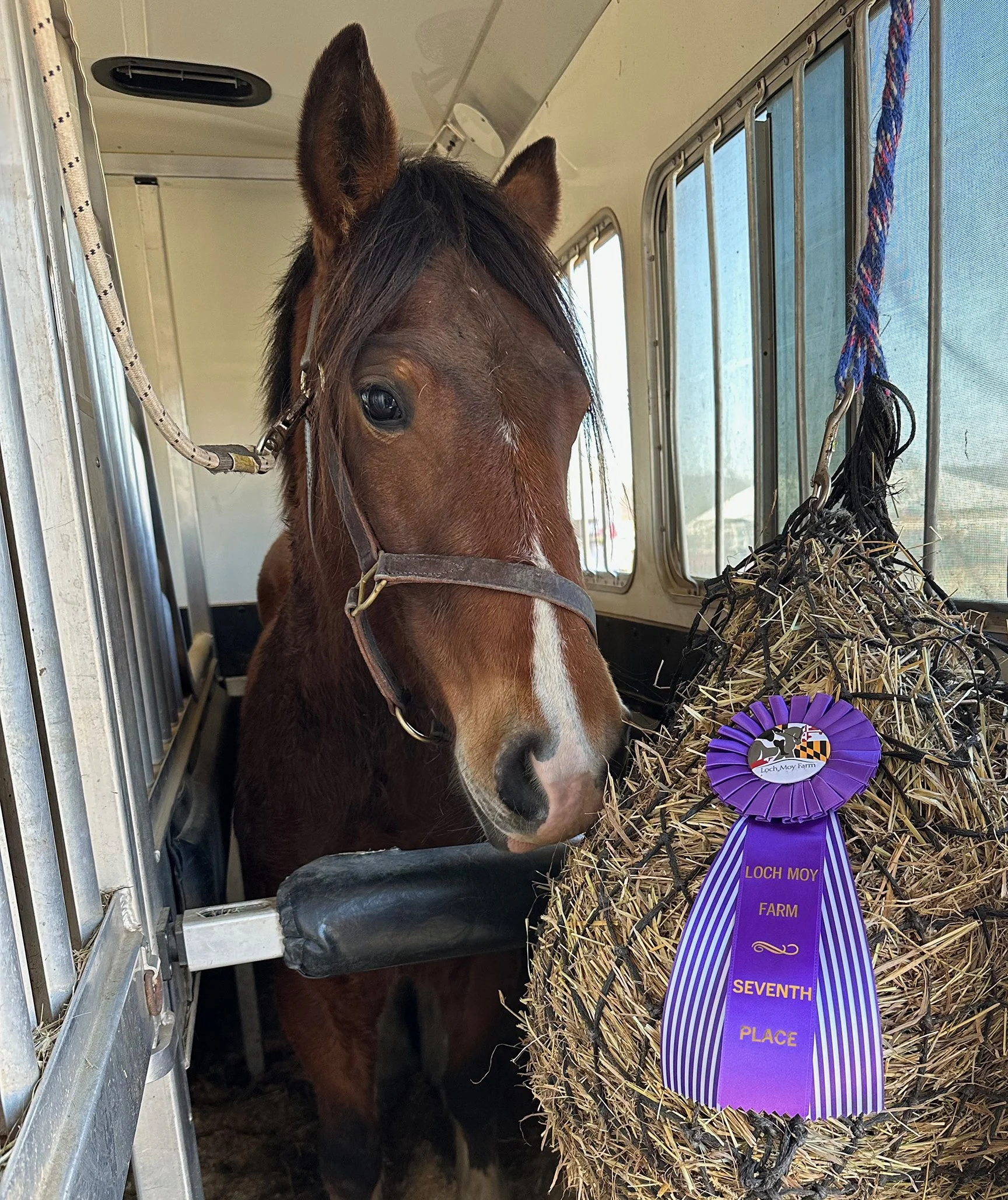 Rose MDHTED ribbon 1.jpg