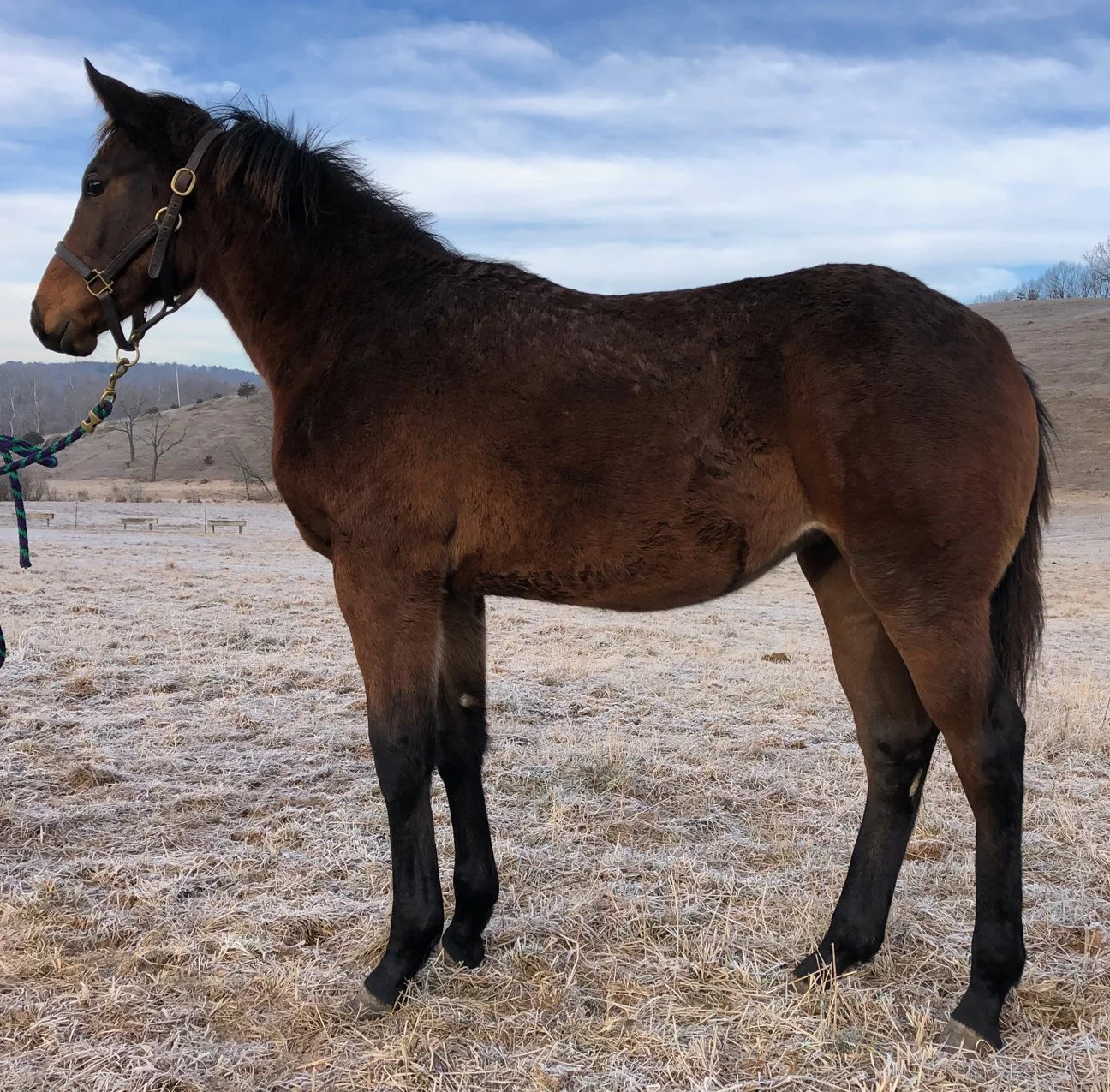 Henotic 12-19 LS 3g.jpg