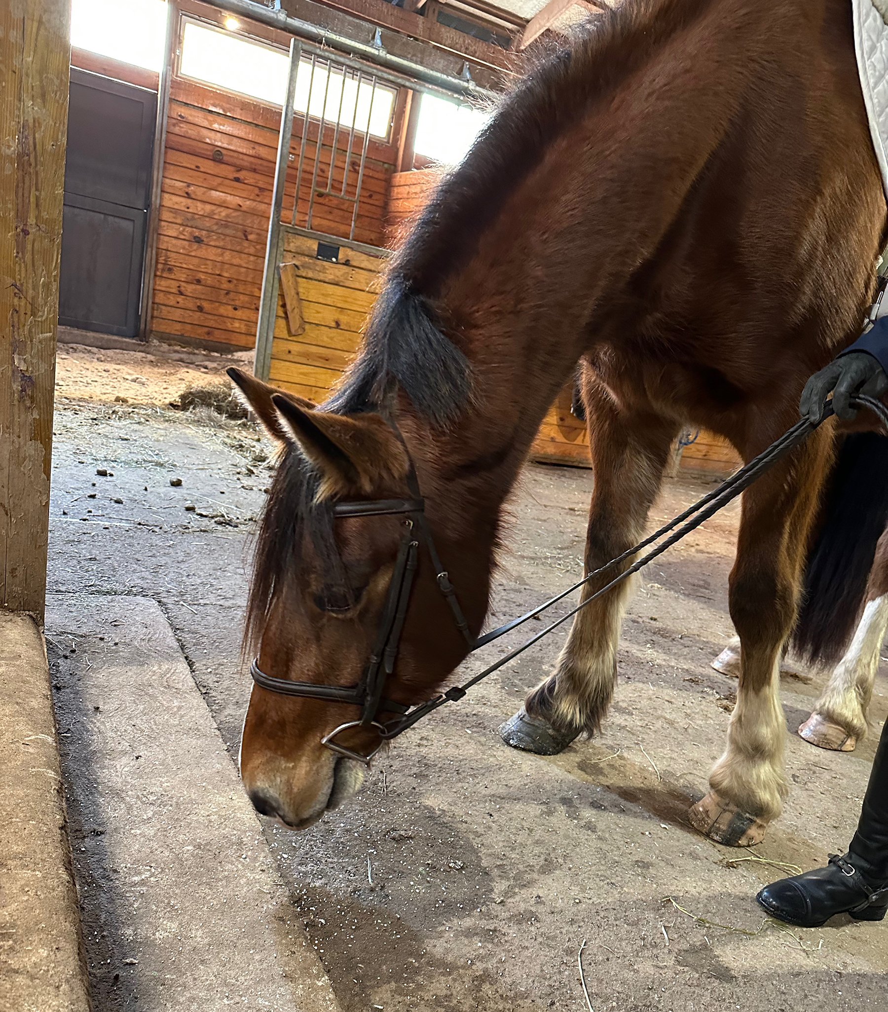 Rose WCFS cute 1.jpg