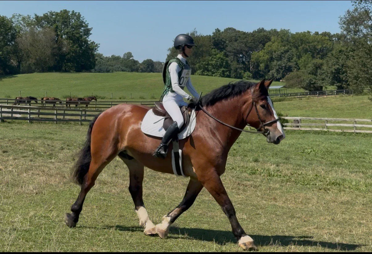 Mungo WDST xc trot 1.jpg