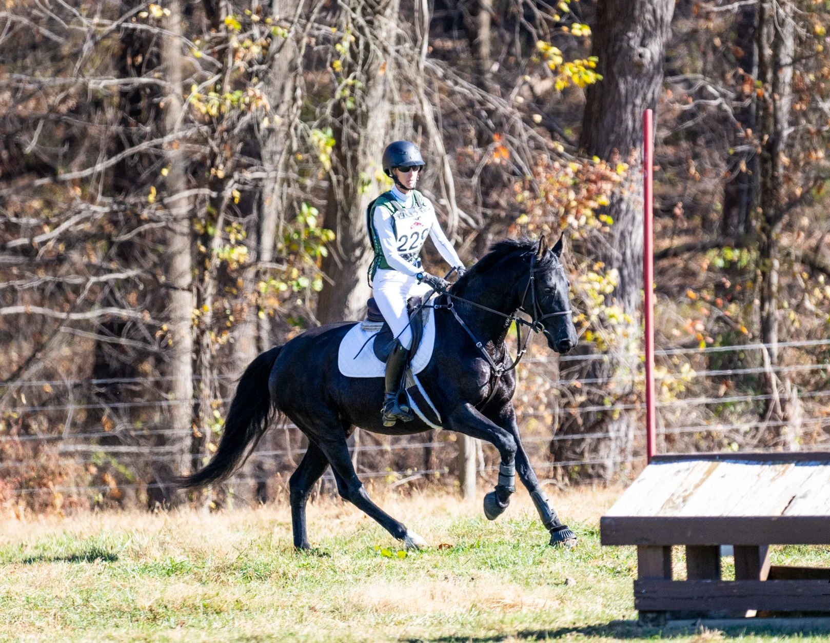 Sasha WDST xc gallop 1.jpg