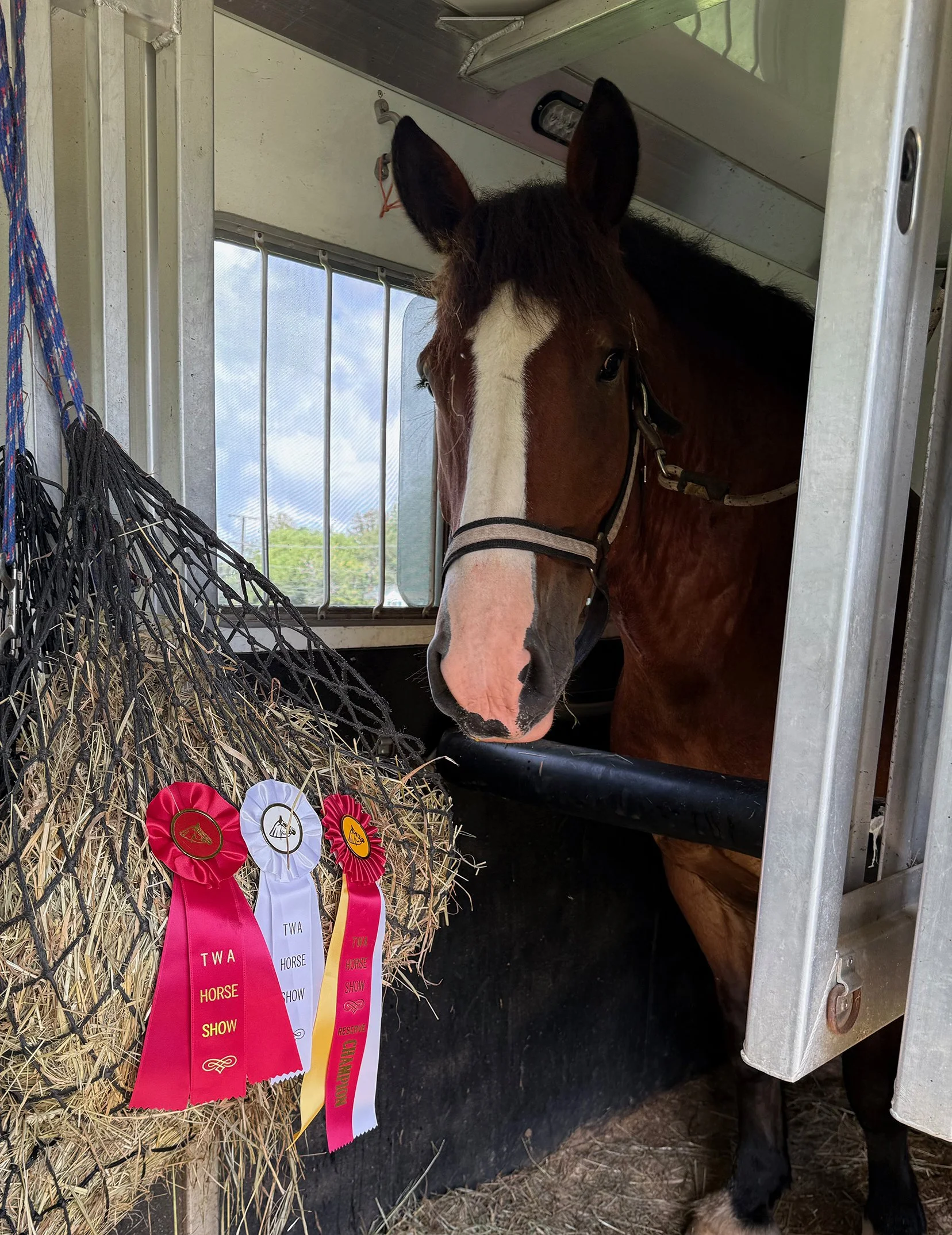 Mungo TWA ribbons 1.jpg
