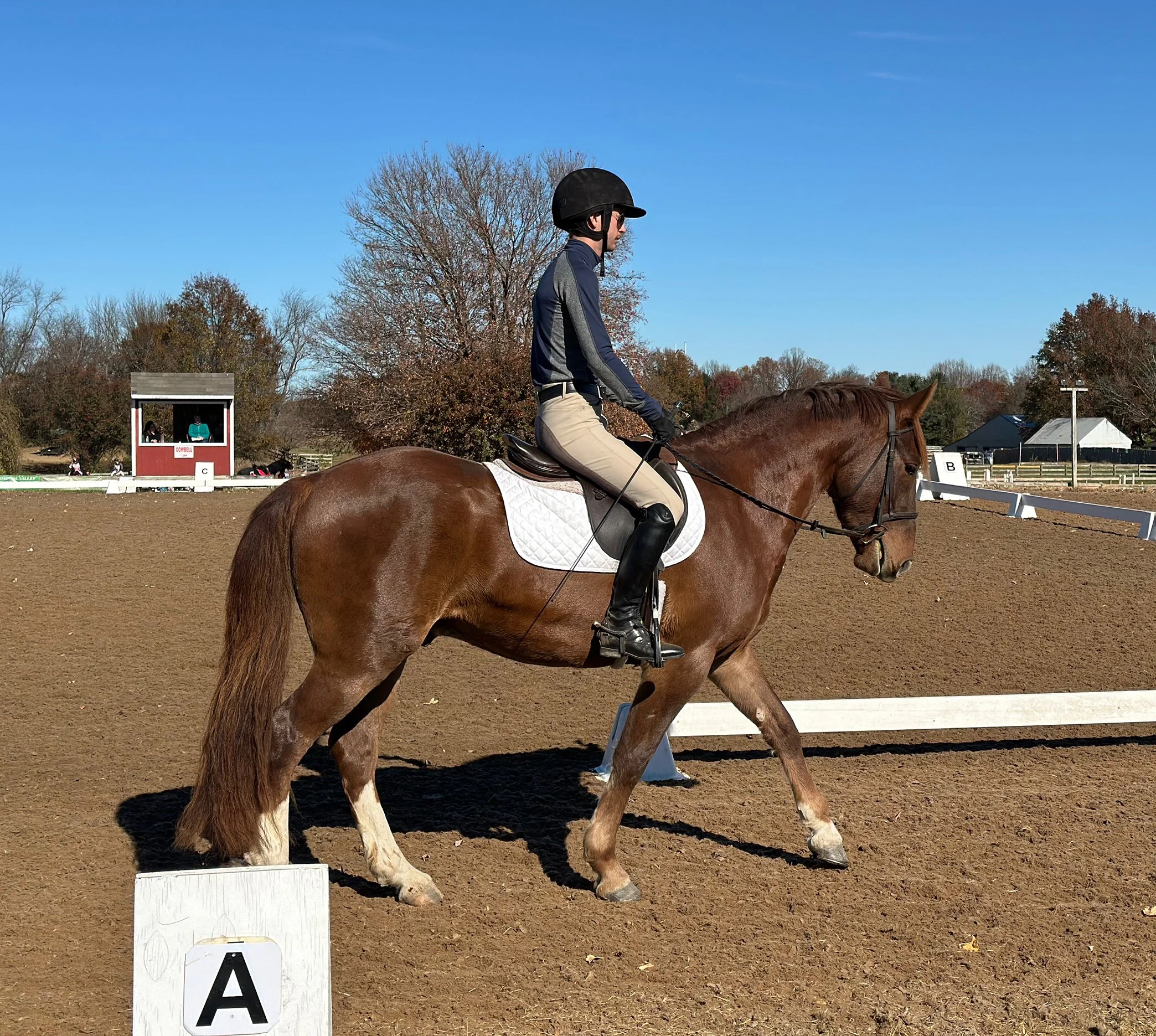 Meeko WDST walk 1.jpg