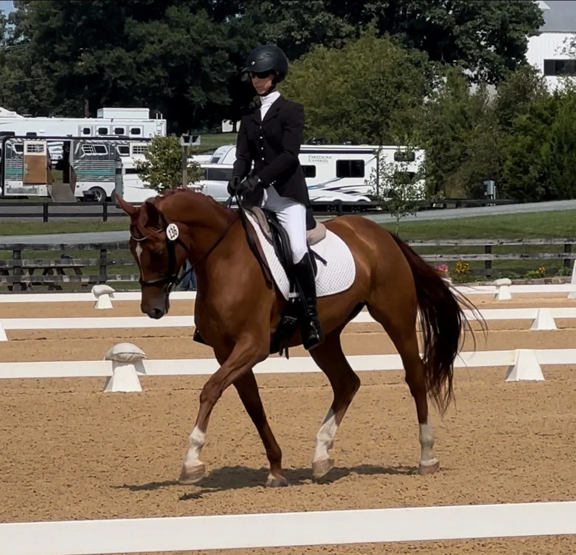 Scylla MPDS trot 4.jpg