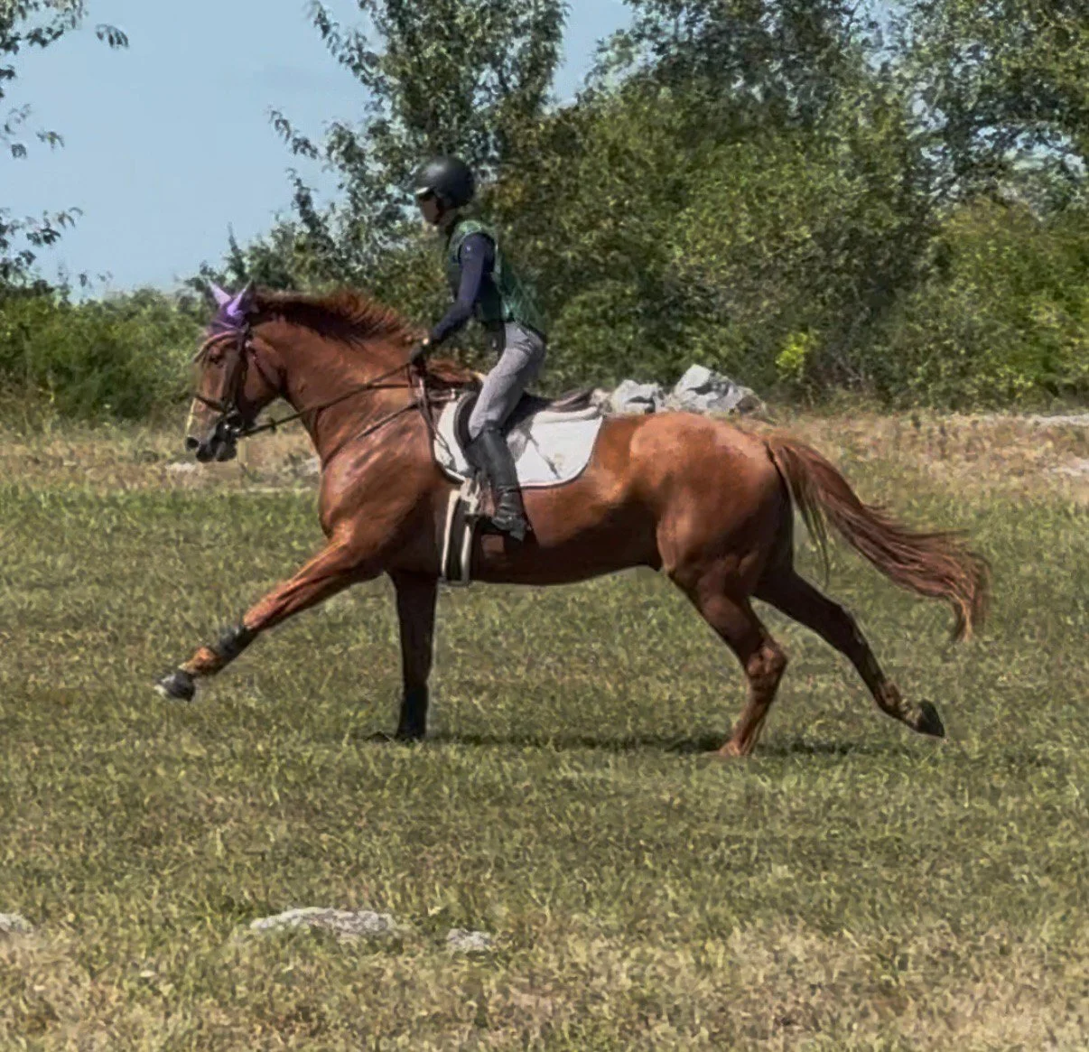 Titanium xc gallop 1.jpg