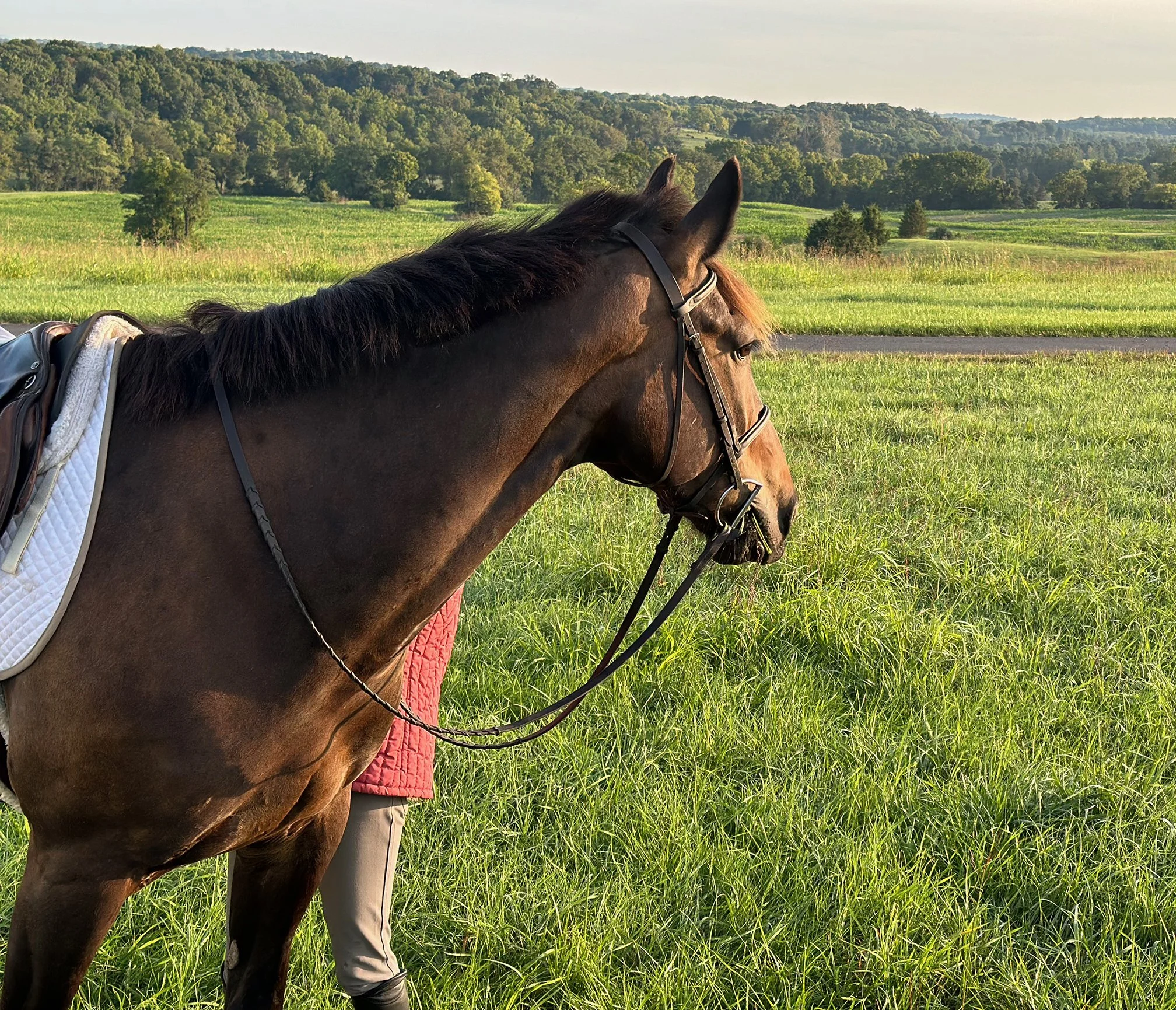 Shultz roading 4.jpg