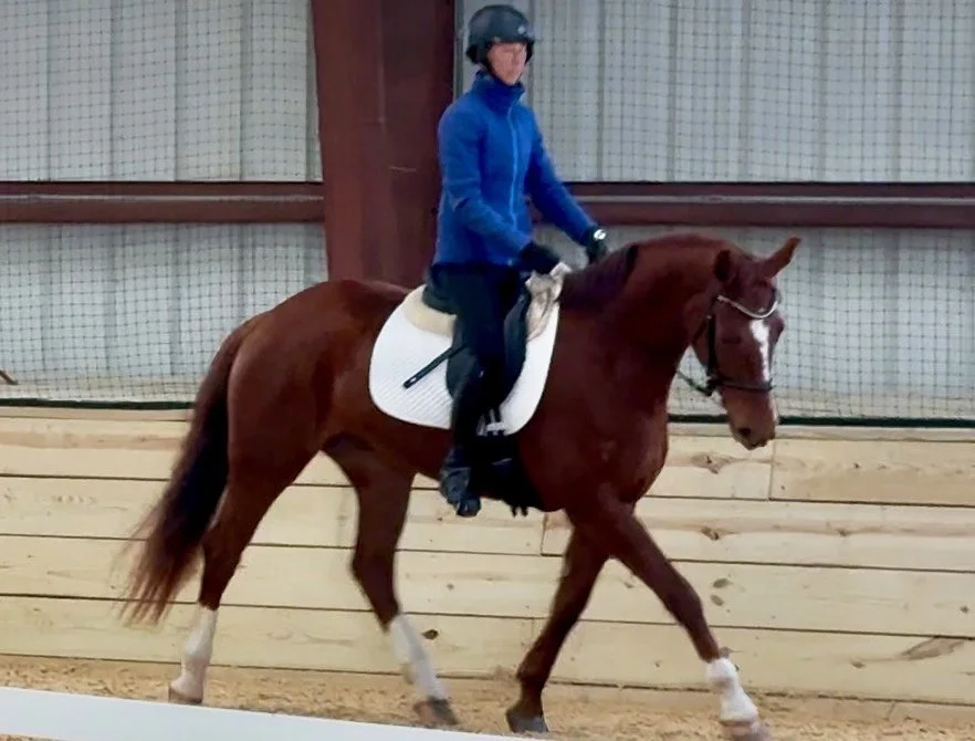 Bemuse NOVA 3-26 trot 1.jpg