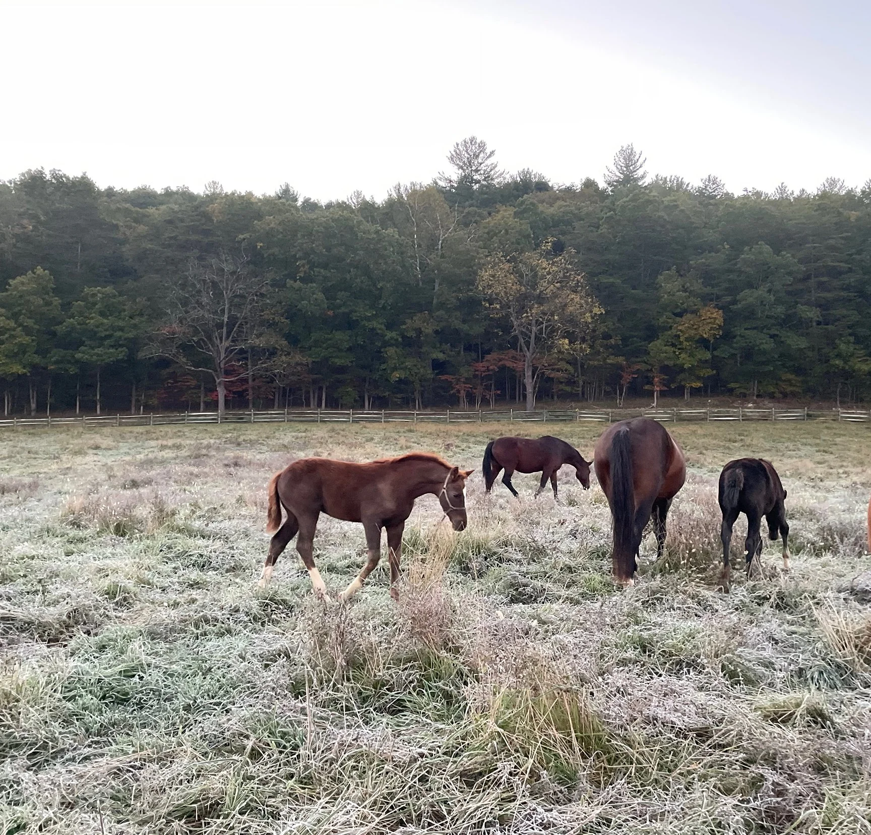 Bemuse walk 10-22-1.jpg
