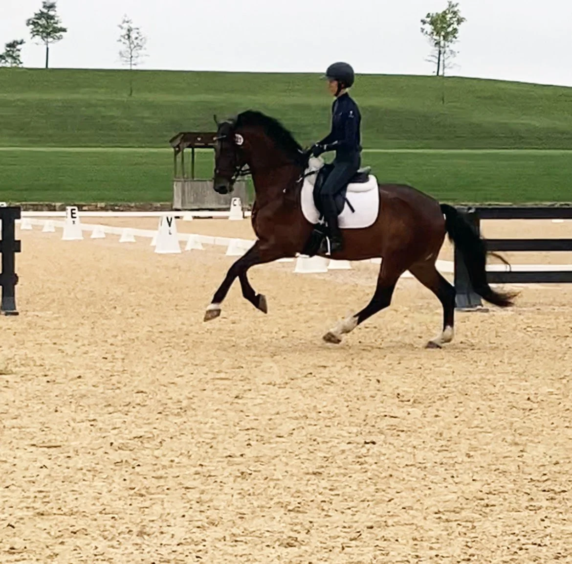 Marcelo MPDS canter 1.jpg