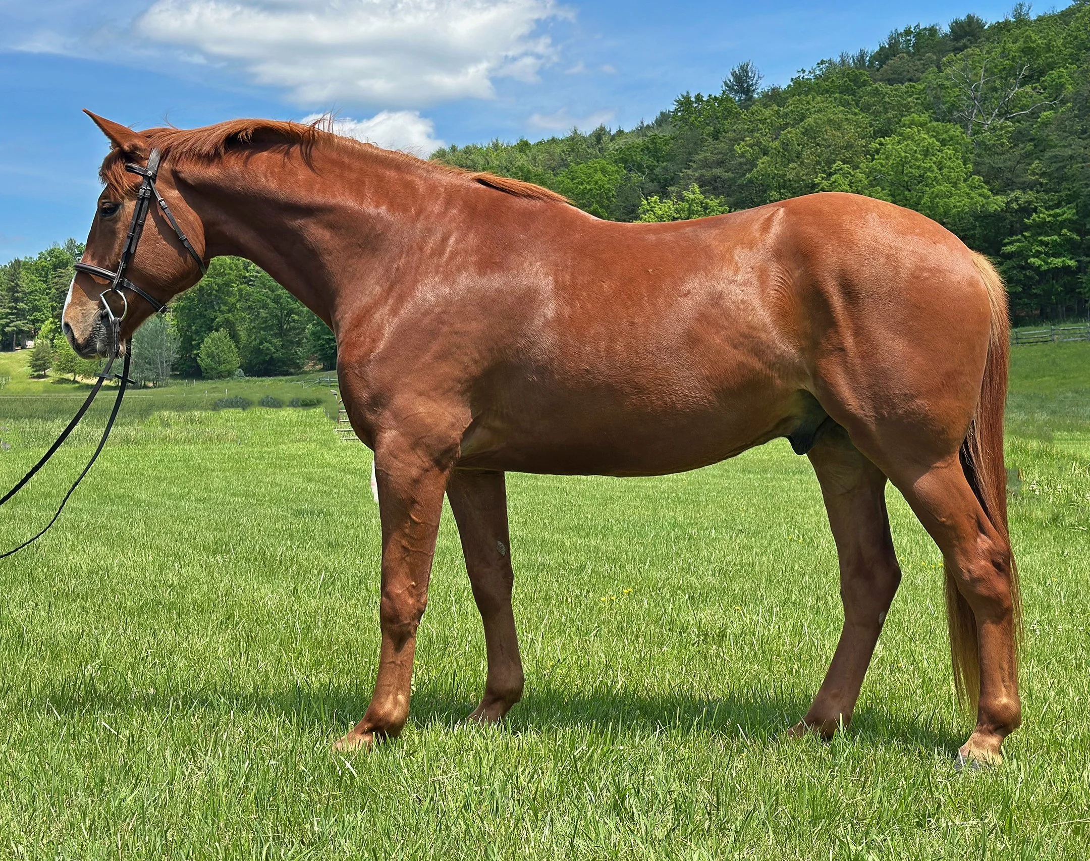 Titanium 5-25 LS 1G.jpg