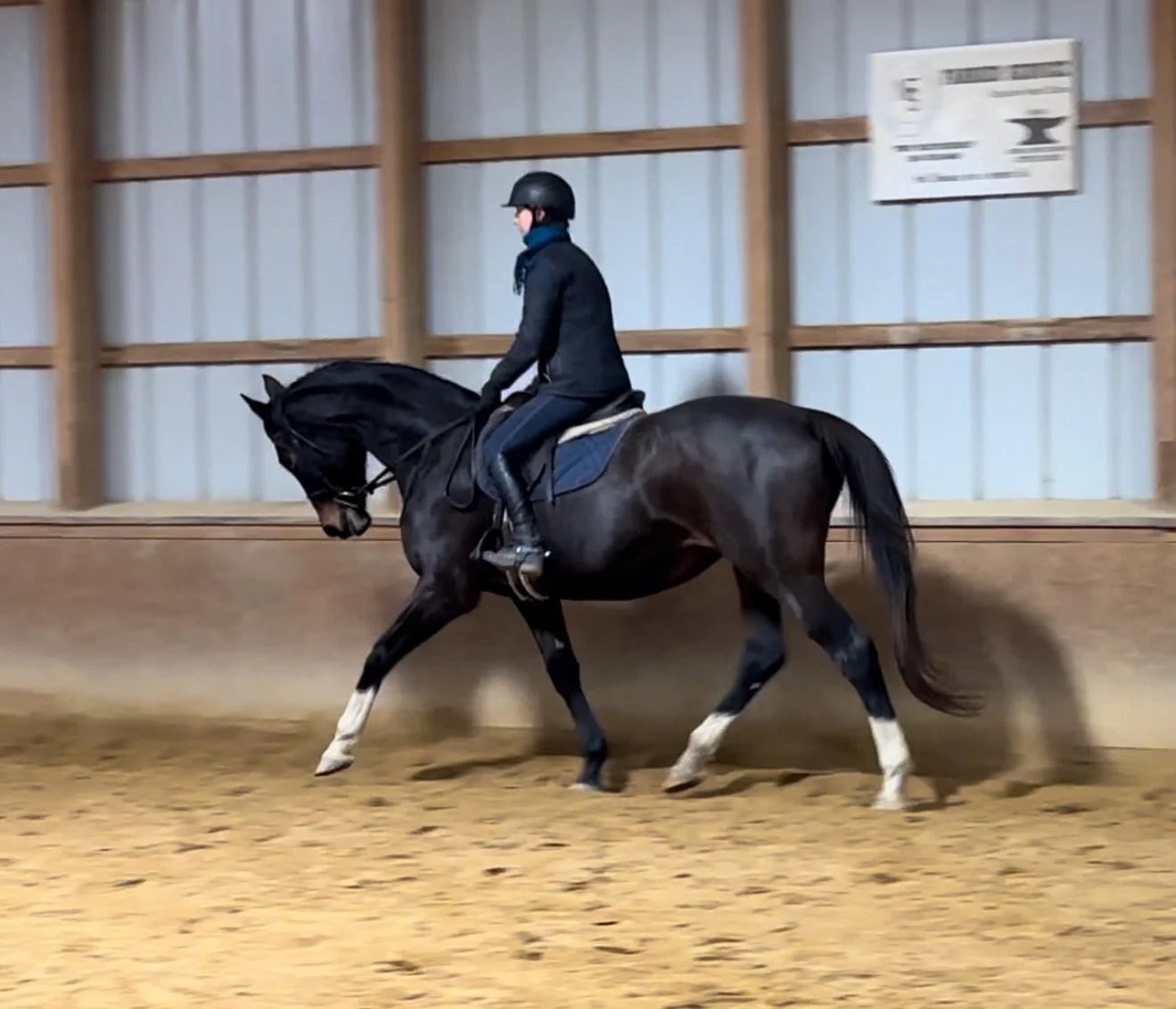 Jelly Bean trot 3.jpg