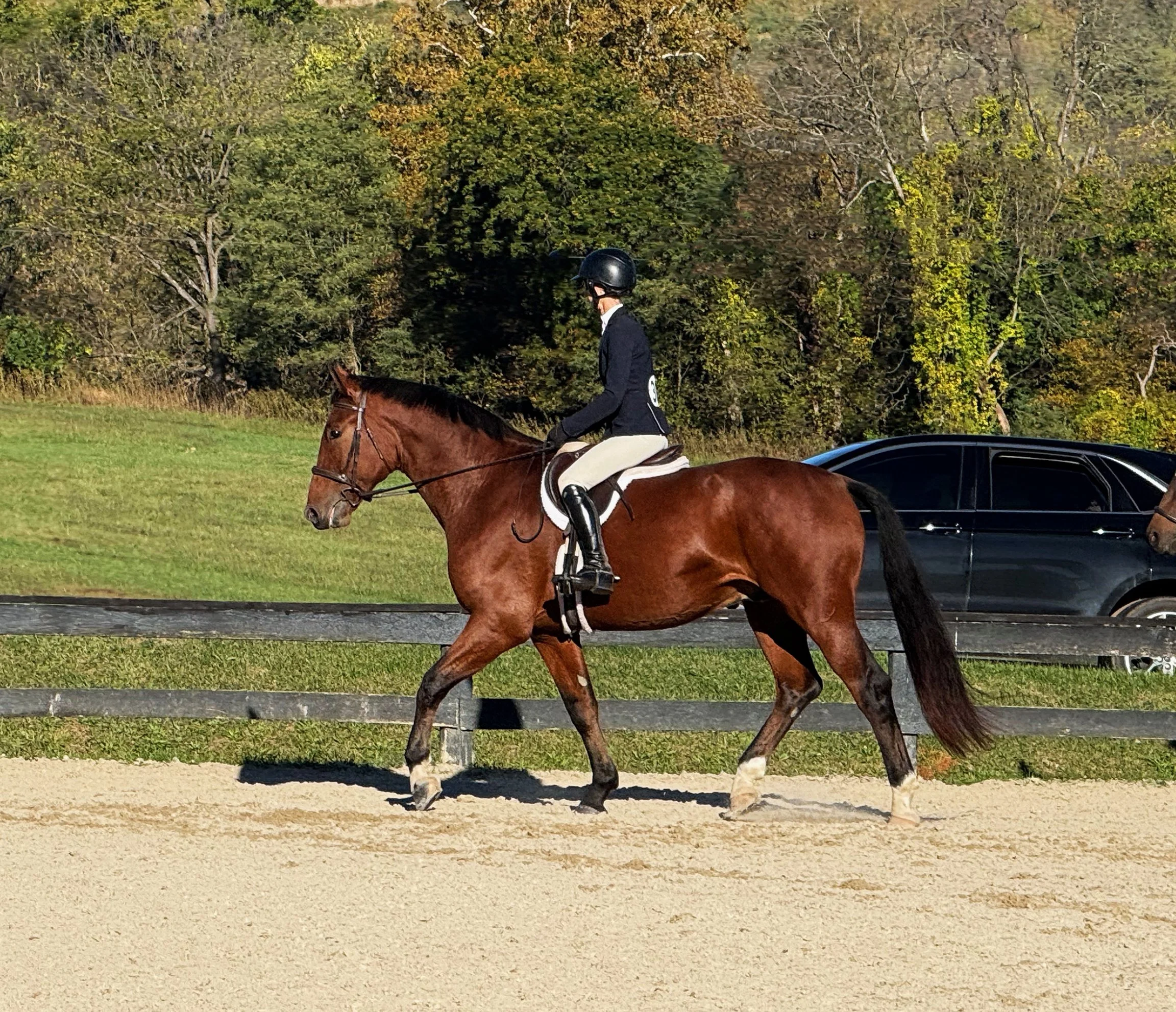 Fame RGFHS trot 1.jpg