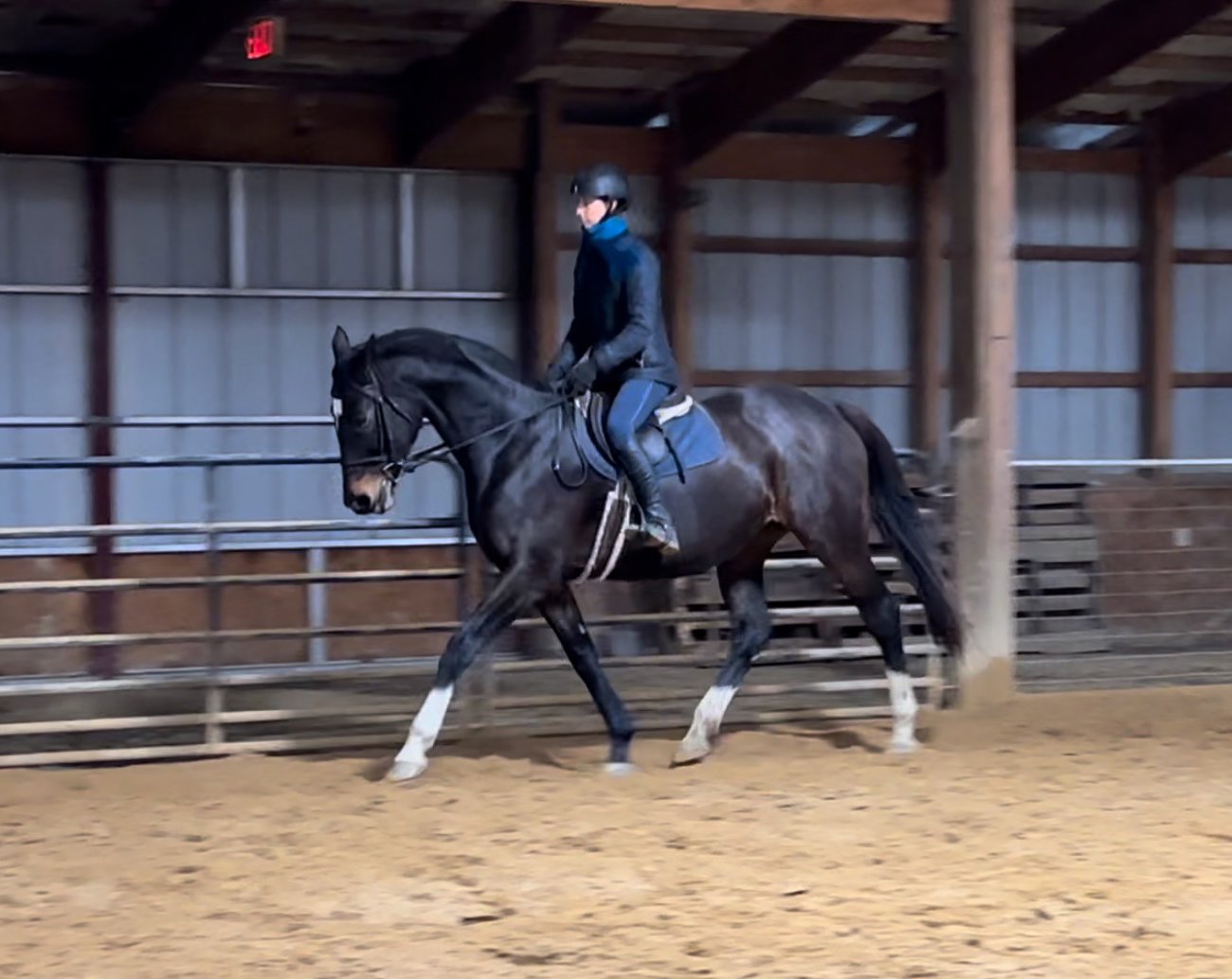 Jelly Bean trot 2.jpg