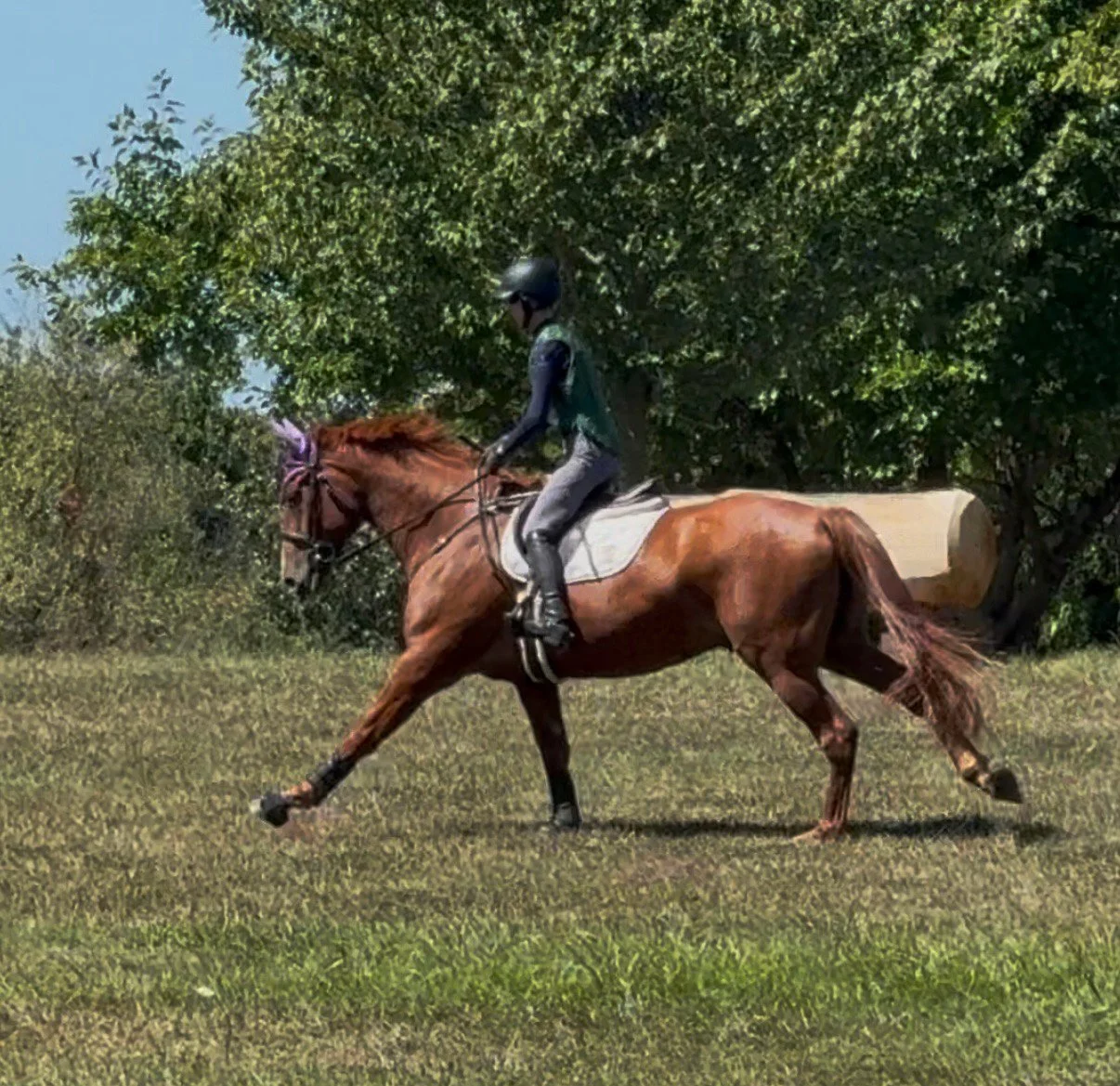 Titanium xc gallop 3.jpg