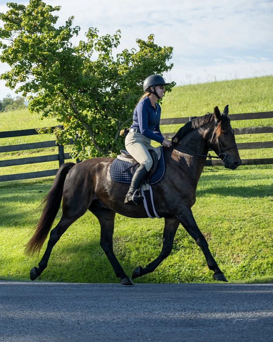 Zolin hunt trot 1.jpg
