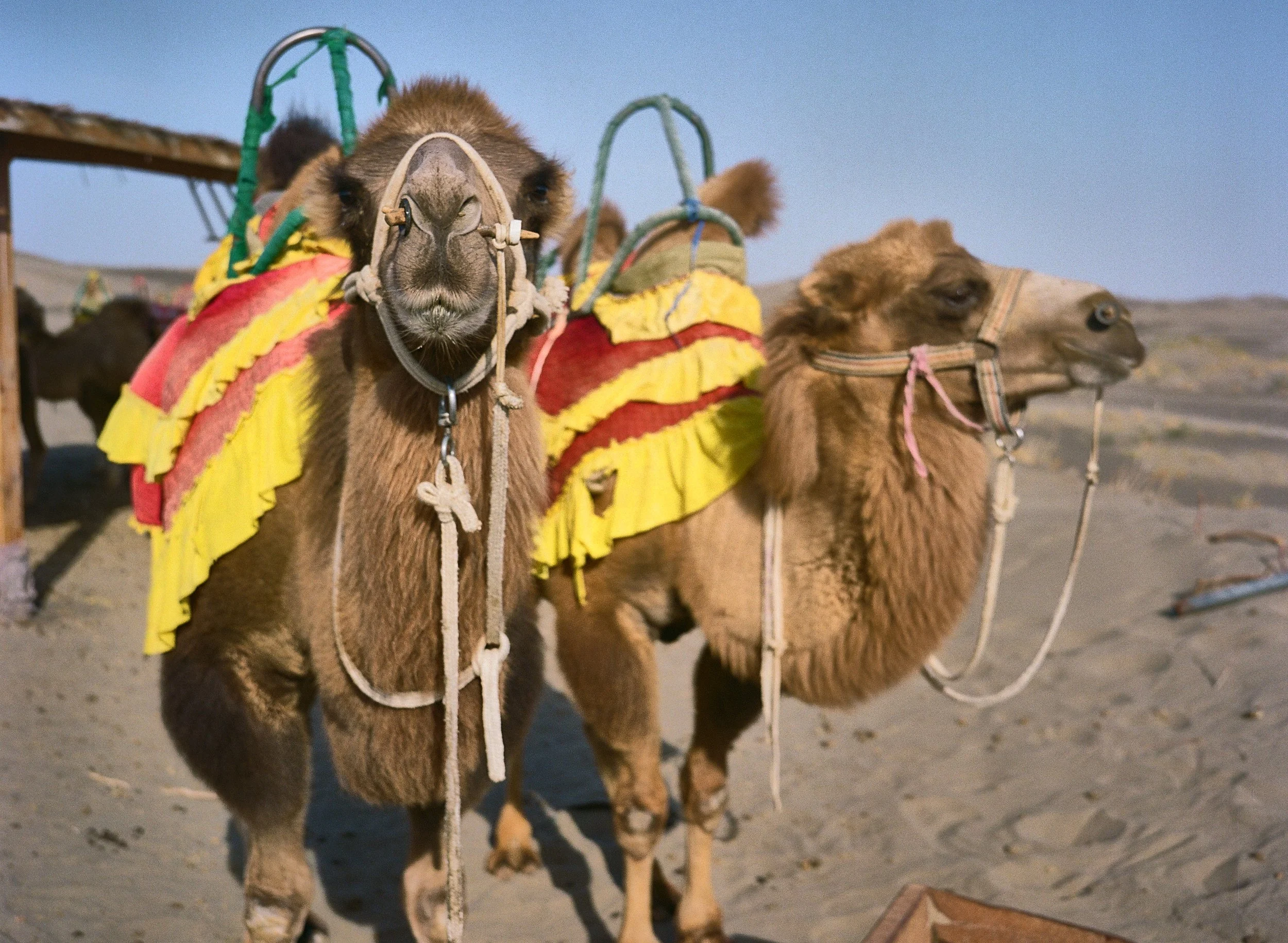 BPHL_XINJIANG_2026_09_11_0499.jpg