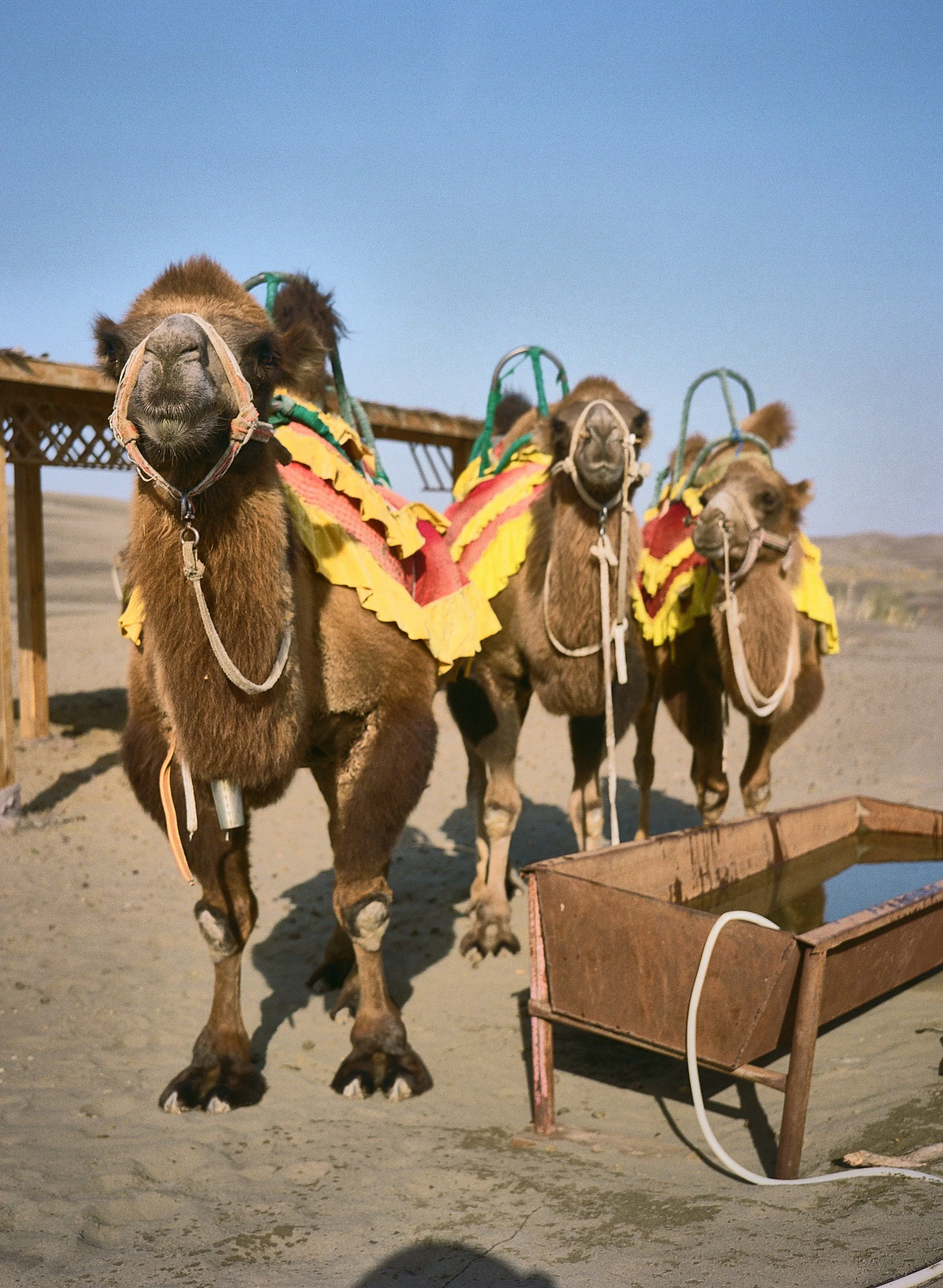 BPHL_XINJIANG_2026_09_11_0500.jpg