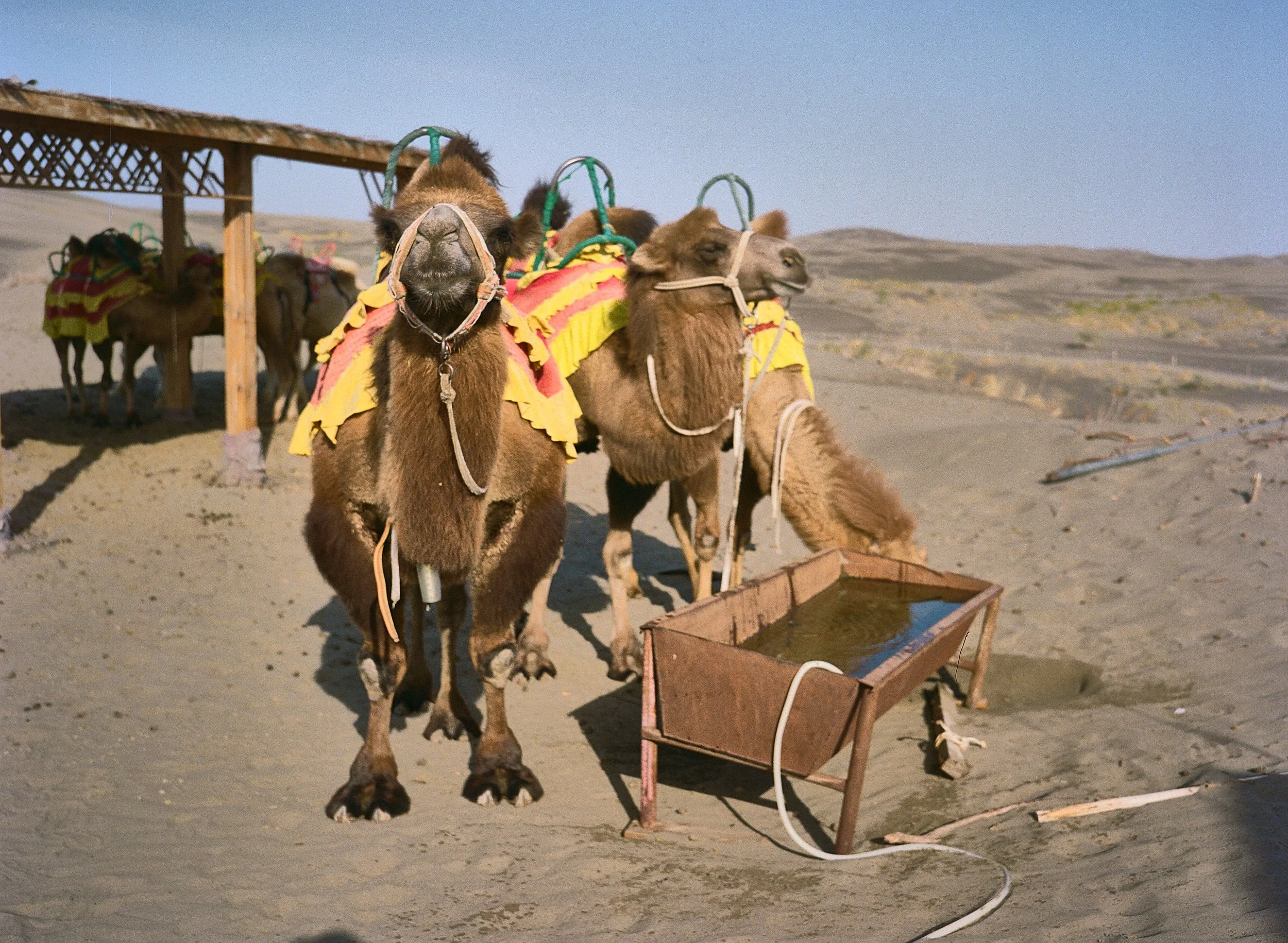 BPHL_XINJIANG_2026_09_11_0501.jpg