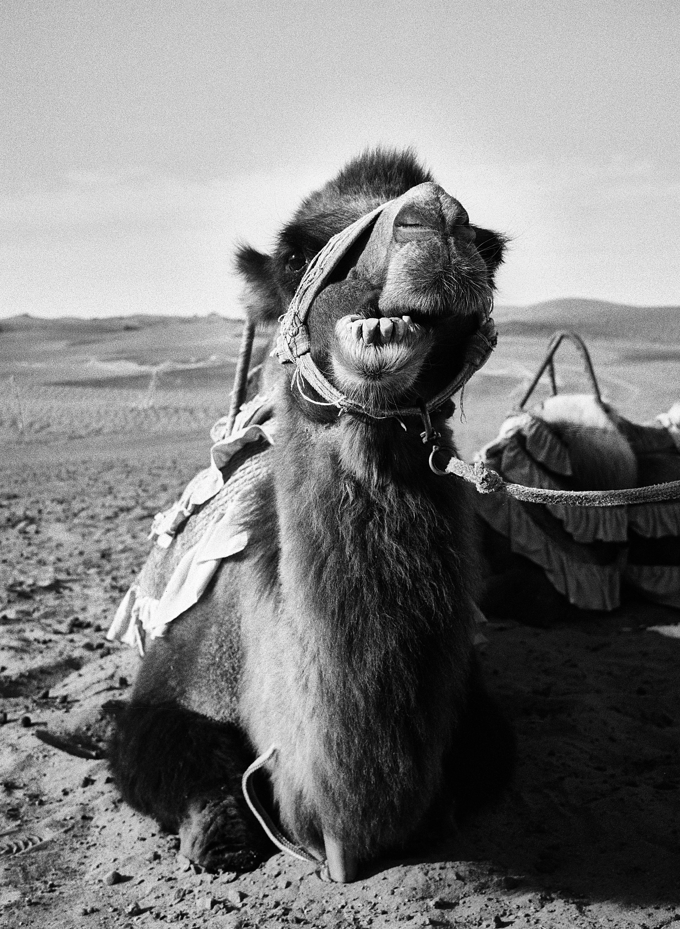 BPHL_XINJIANG_2026_09_11_0548.jpg