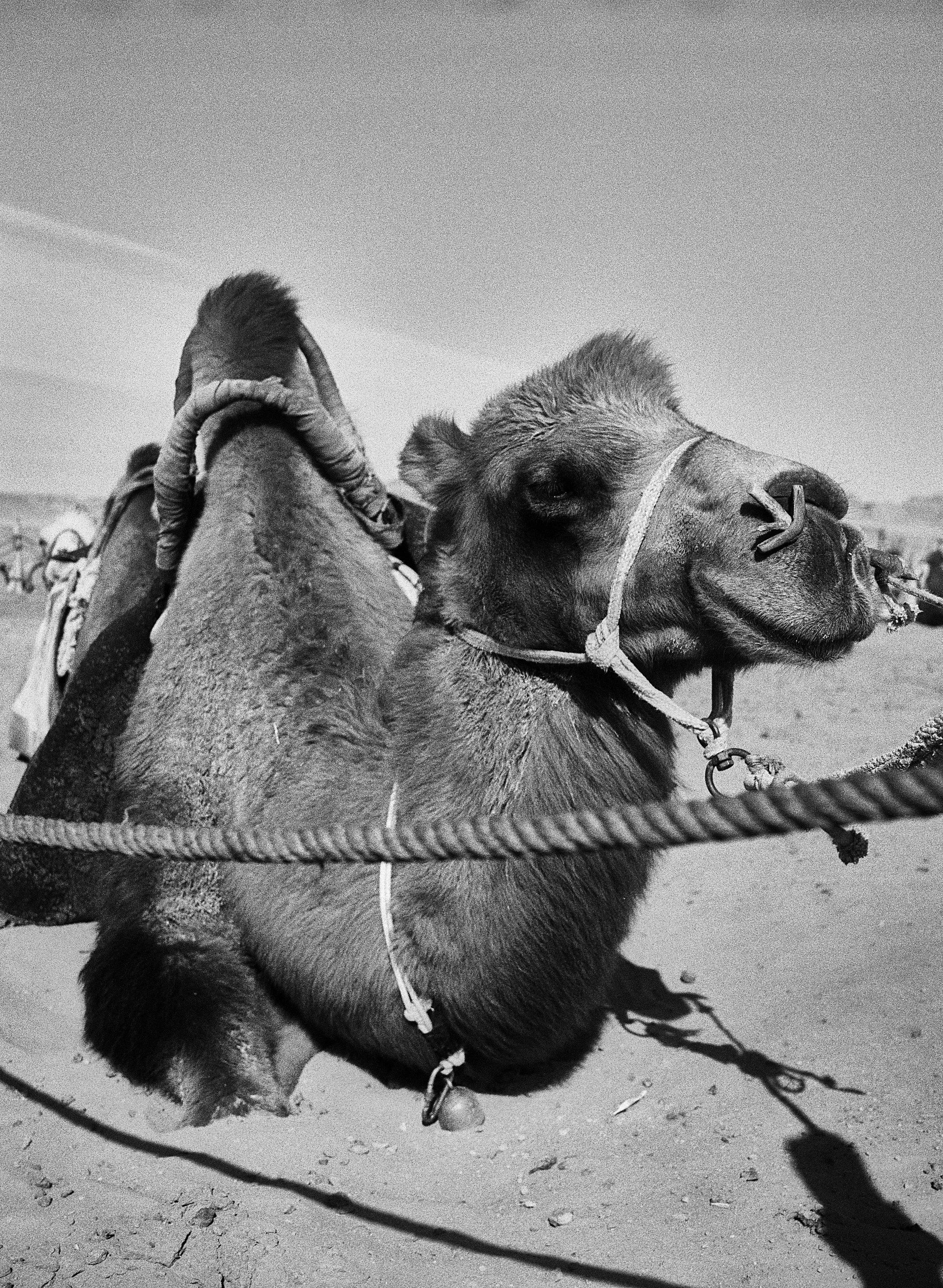BPHL_XINJIANG_2026_09_11_0557.jpg